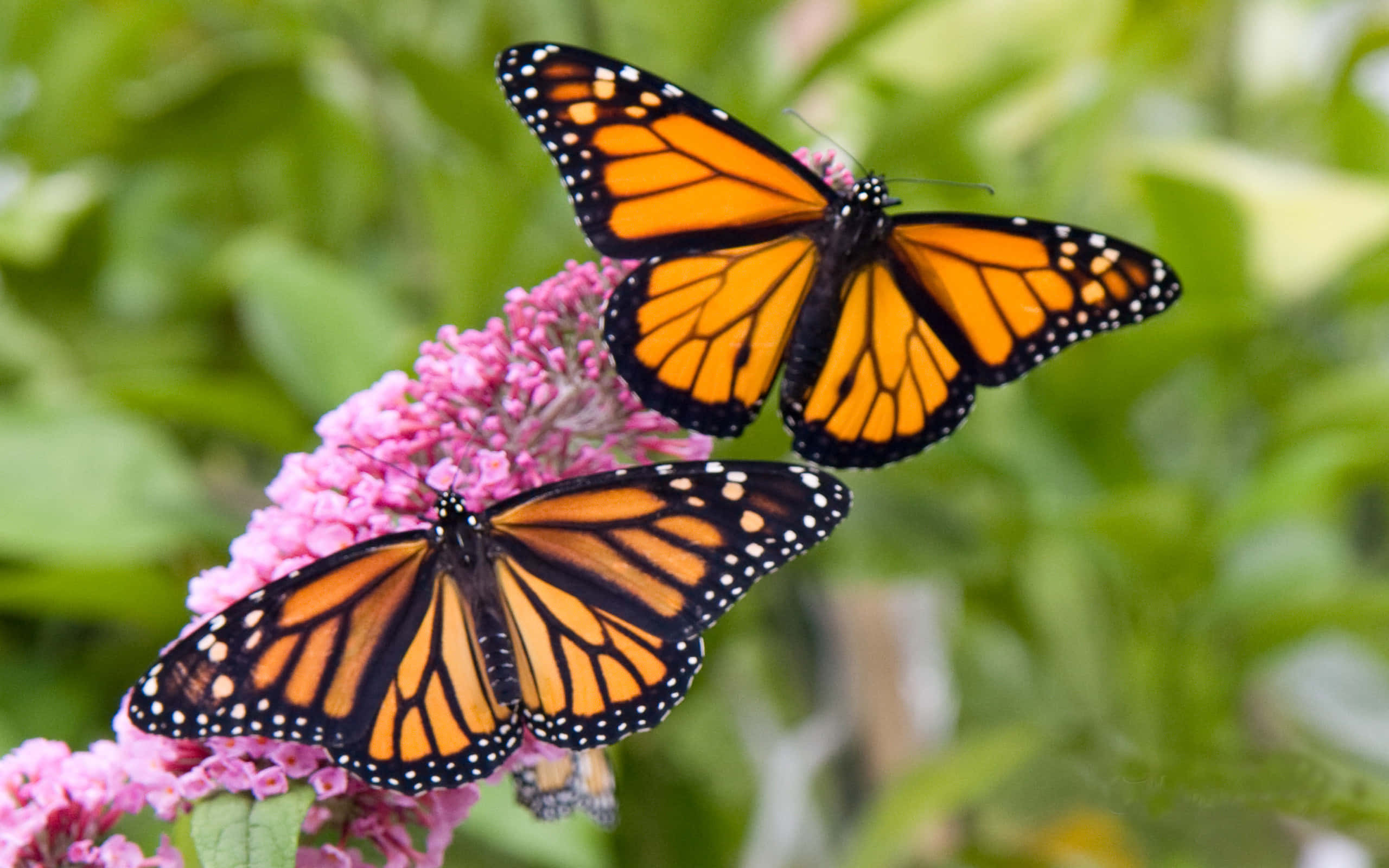 monarch butterflies, vibrant orange wings, black veins, 2K Desktop Wallpaper
