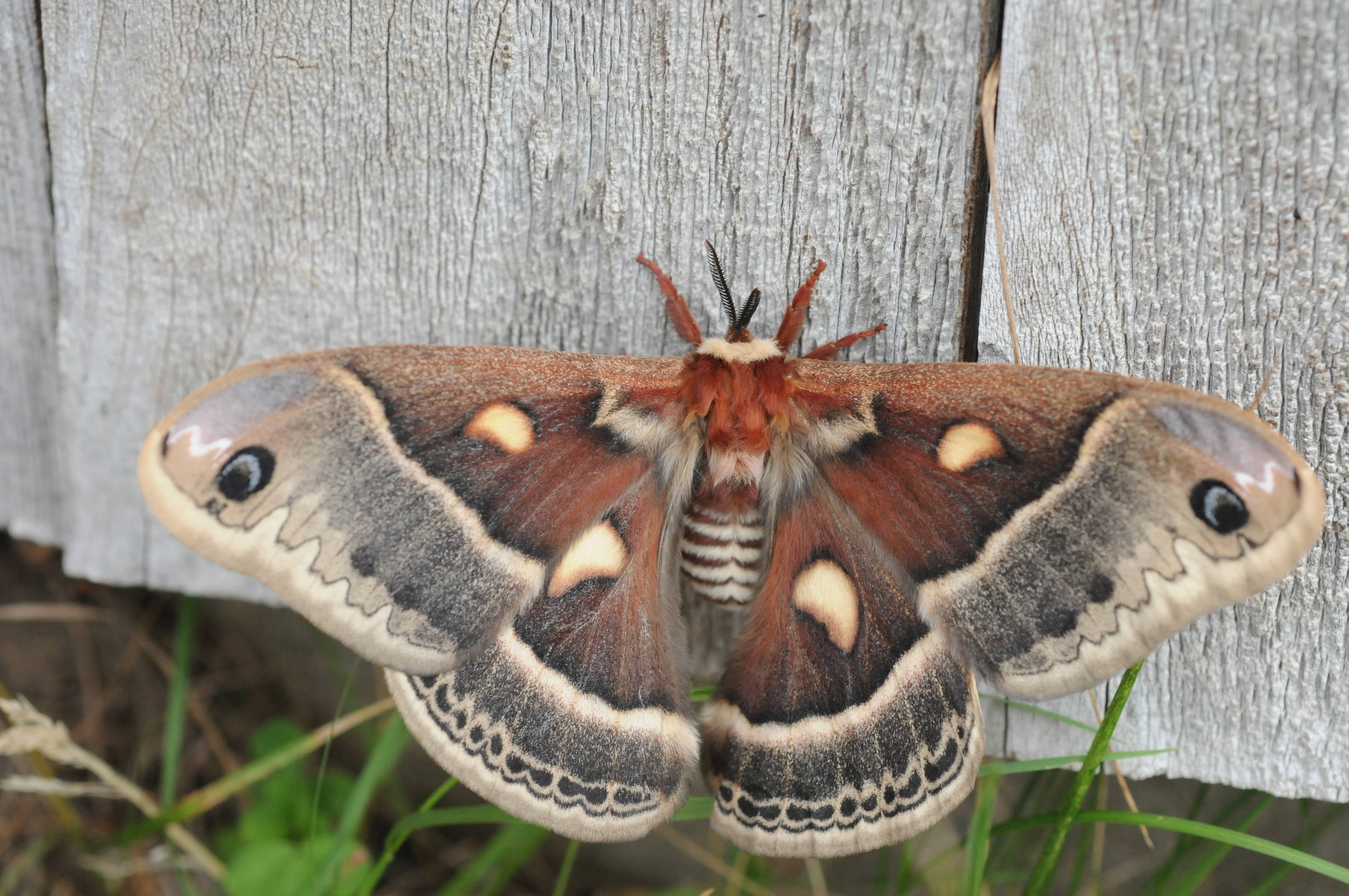 dark red brown columbia silkmoth, emperor moth, intricate eye-like patterns, 4K Desktop Wallpaper