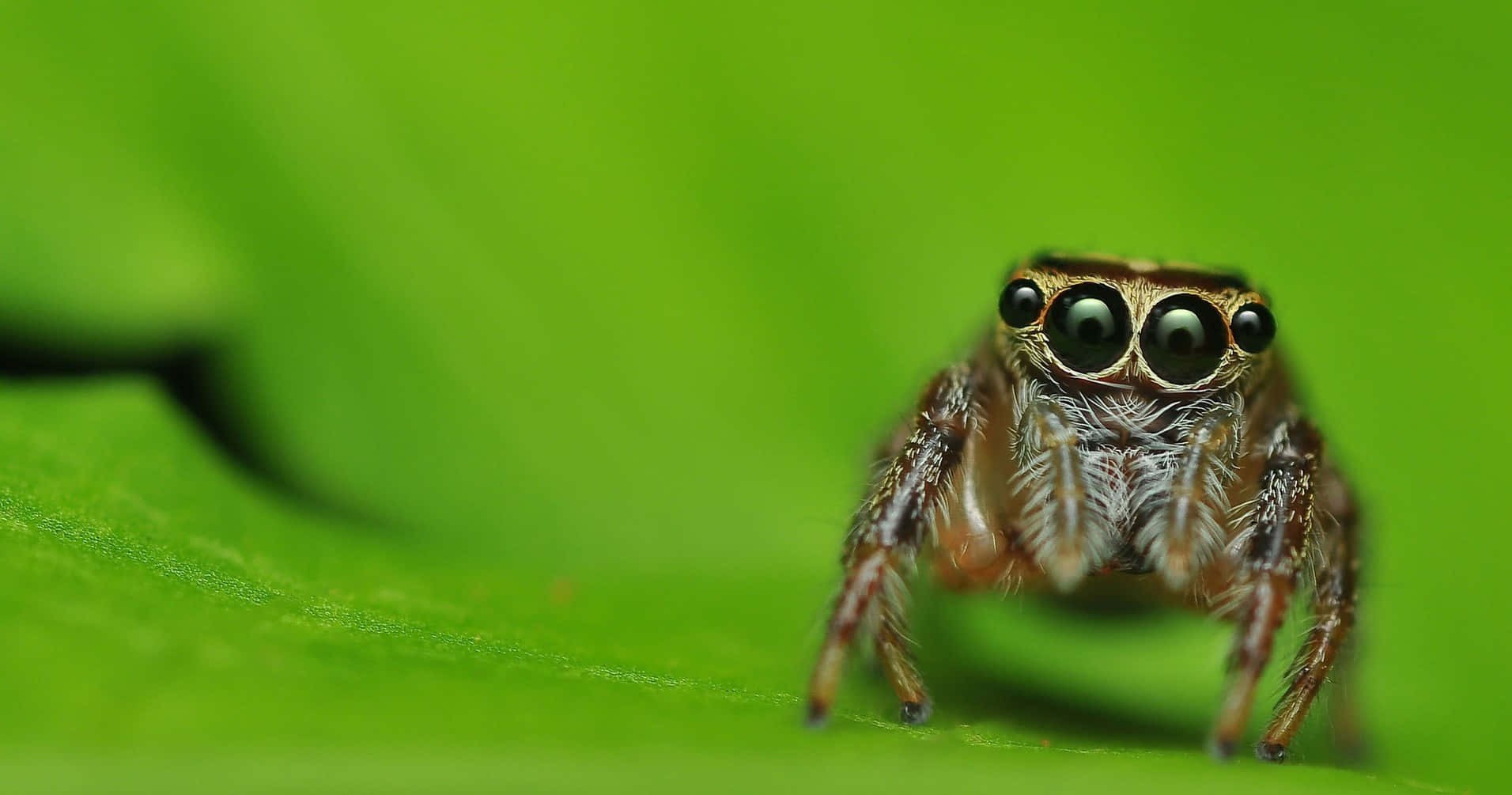 jumping spider, large black eyes, vibrant green leaf, HD Desktop Wallpaper