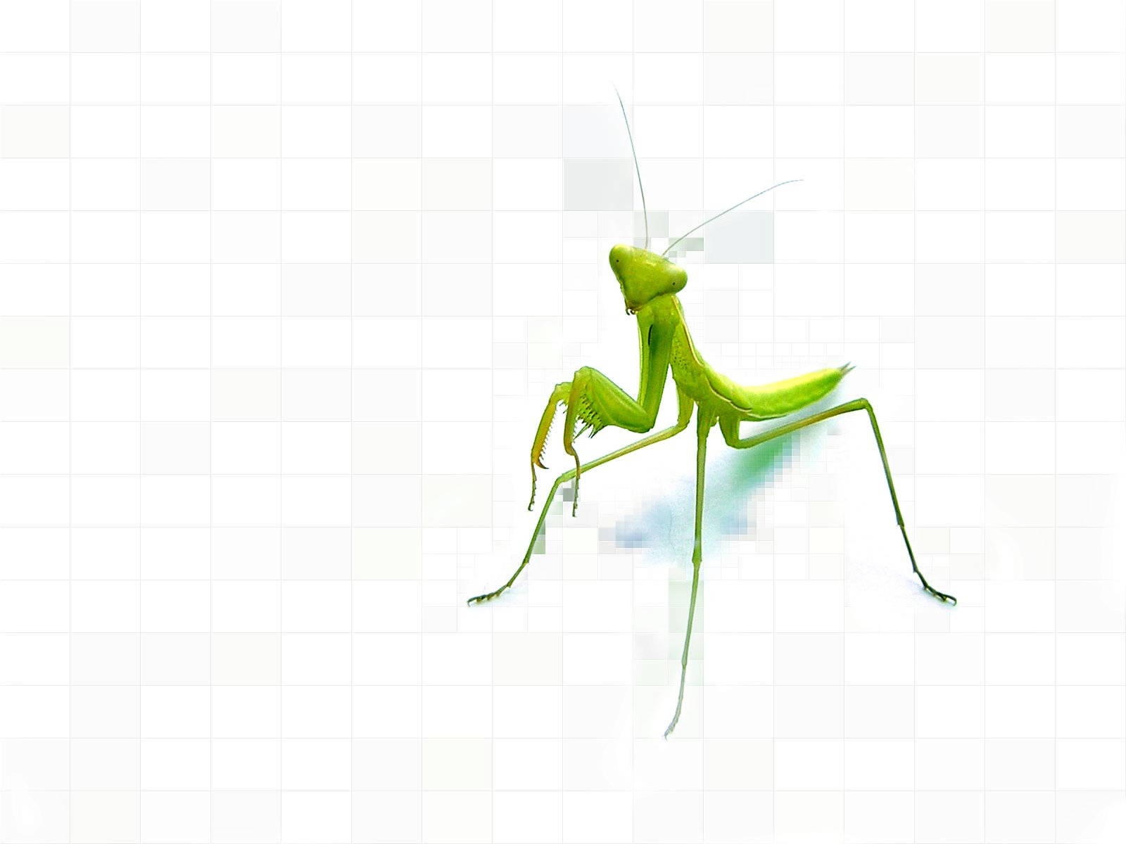 insect mantis, green body, pixelated white grid background, HD Desktop Wallpaper