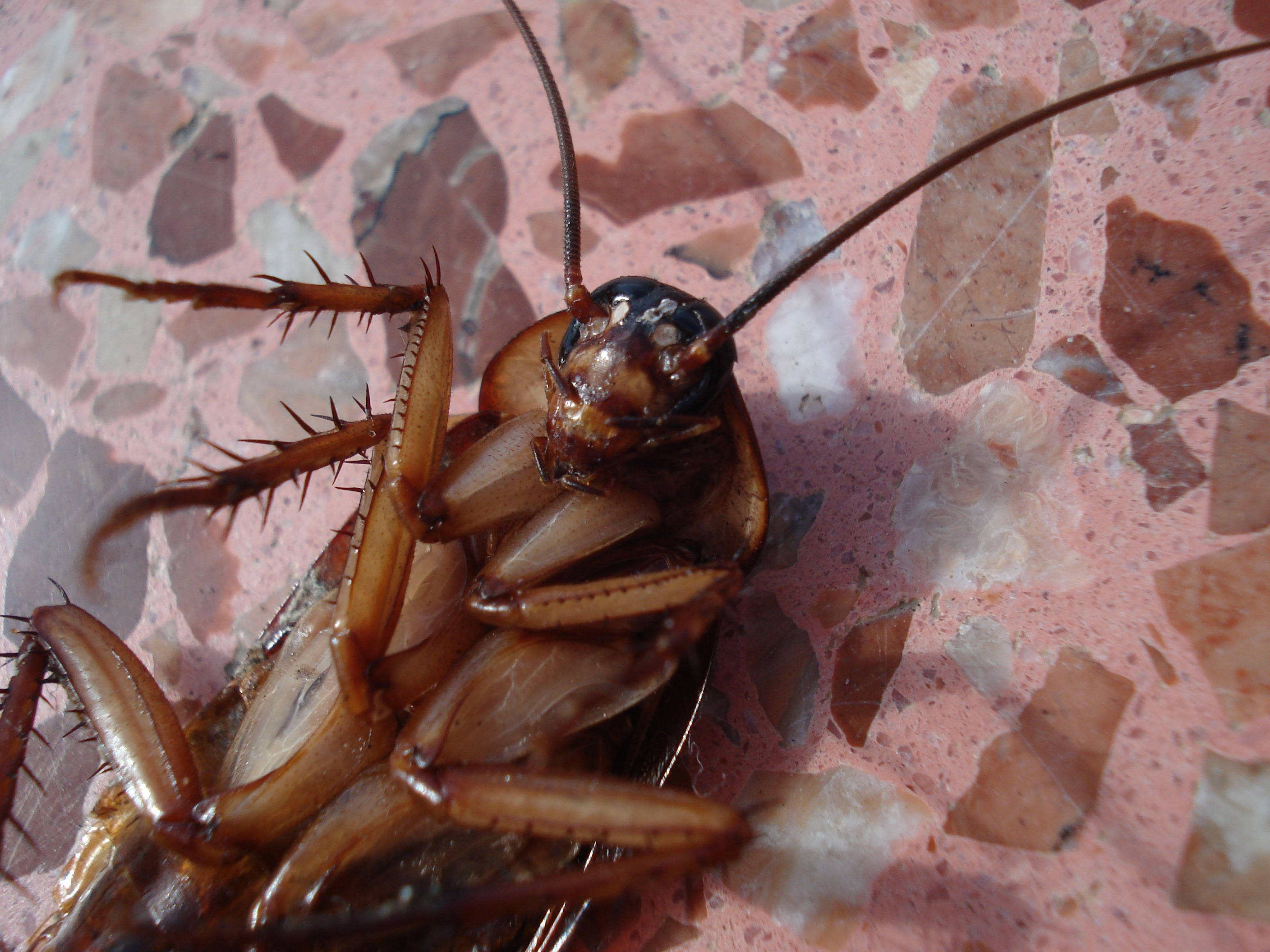 cockroach, pink terrazzo floor, legs, 2K Desktop Wallpaper