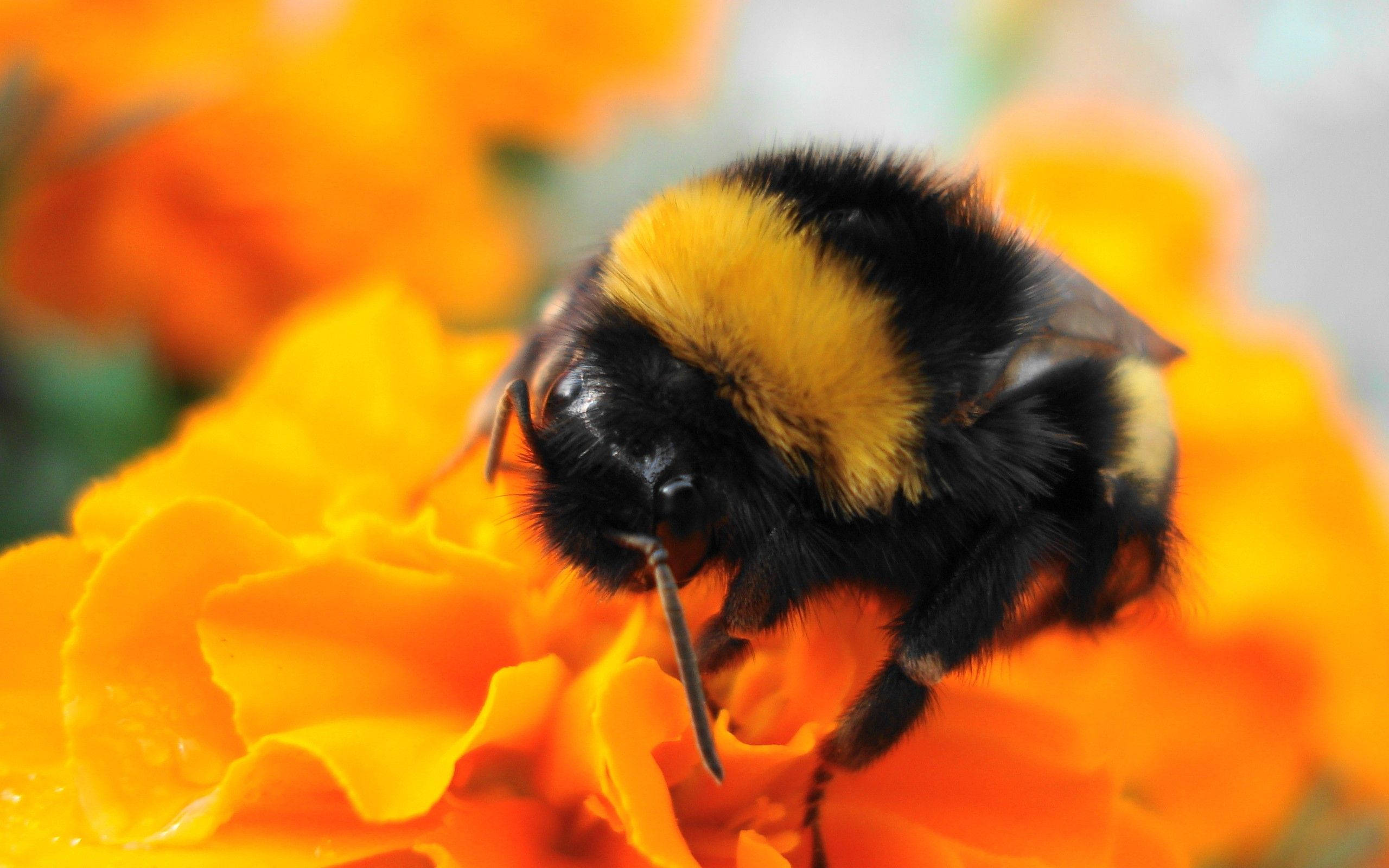 fluffy bee, black and yellow stripes, vibrant orange marigold flower, 2K Desktop Wallpaper