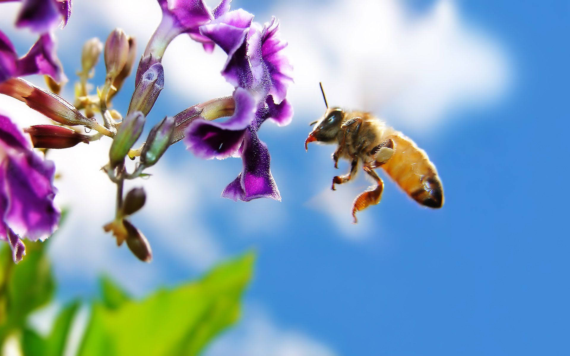 bee, orchid, vibrant purple flowers, Full HD Desktop Wallpaper