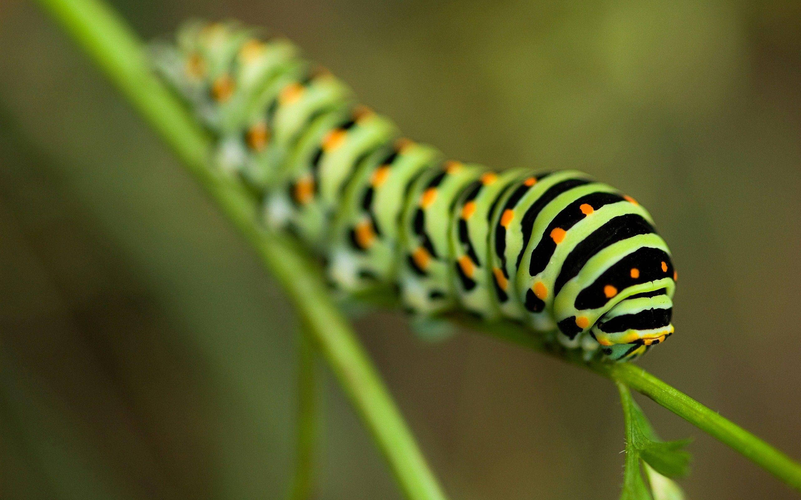 green caterpillar, black and orange caterpillar, slender green stem, 2K Desktop Wallpaper