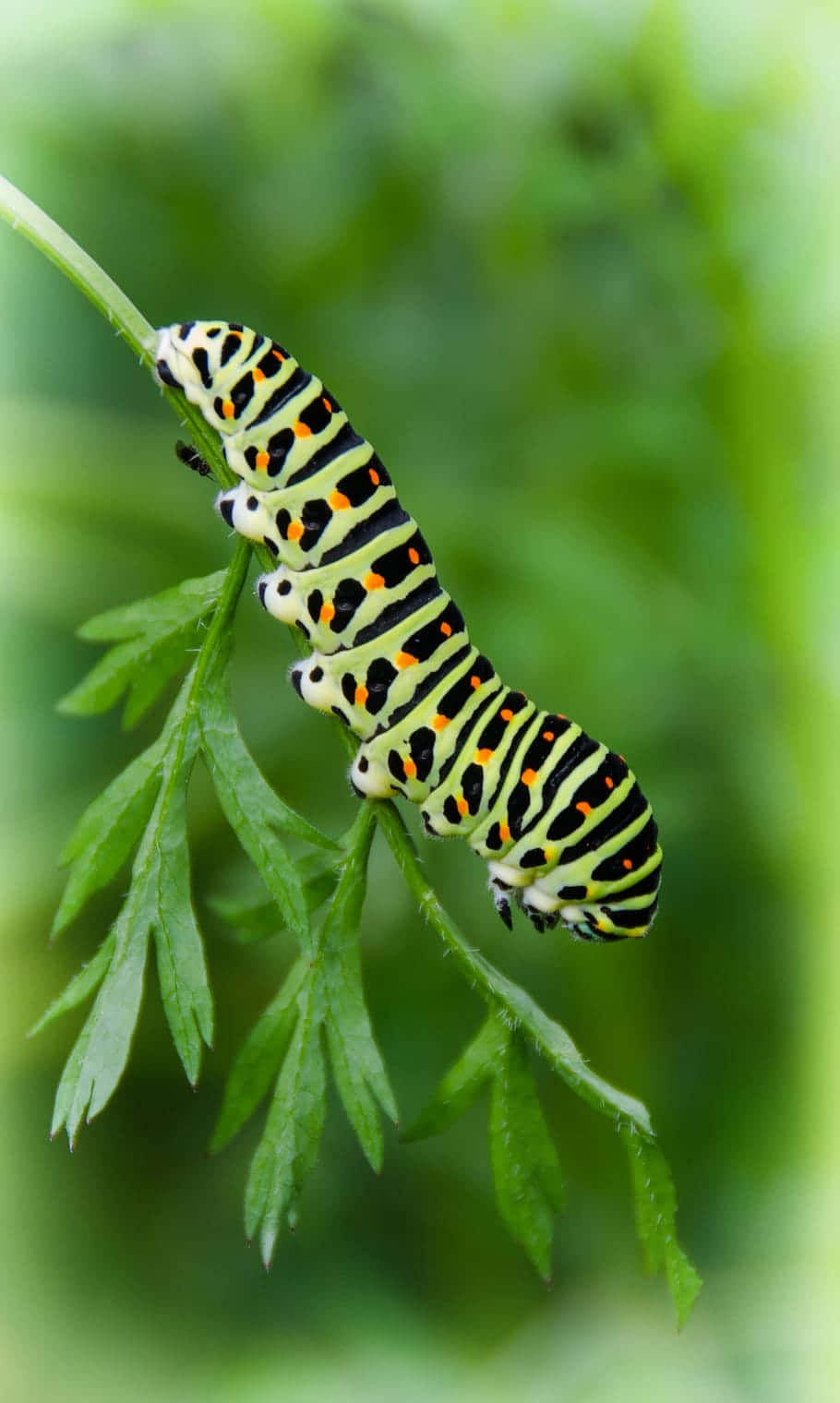 green caterpillar, black yellow and orange striped, green leafy stem, HD Phone Wallpaper