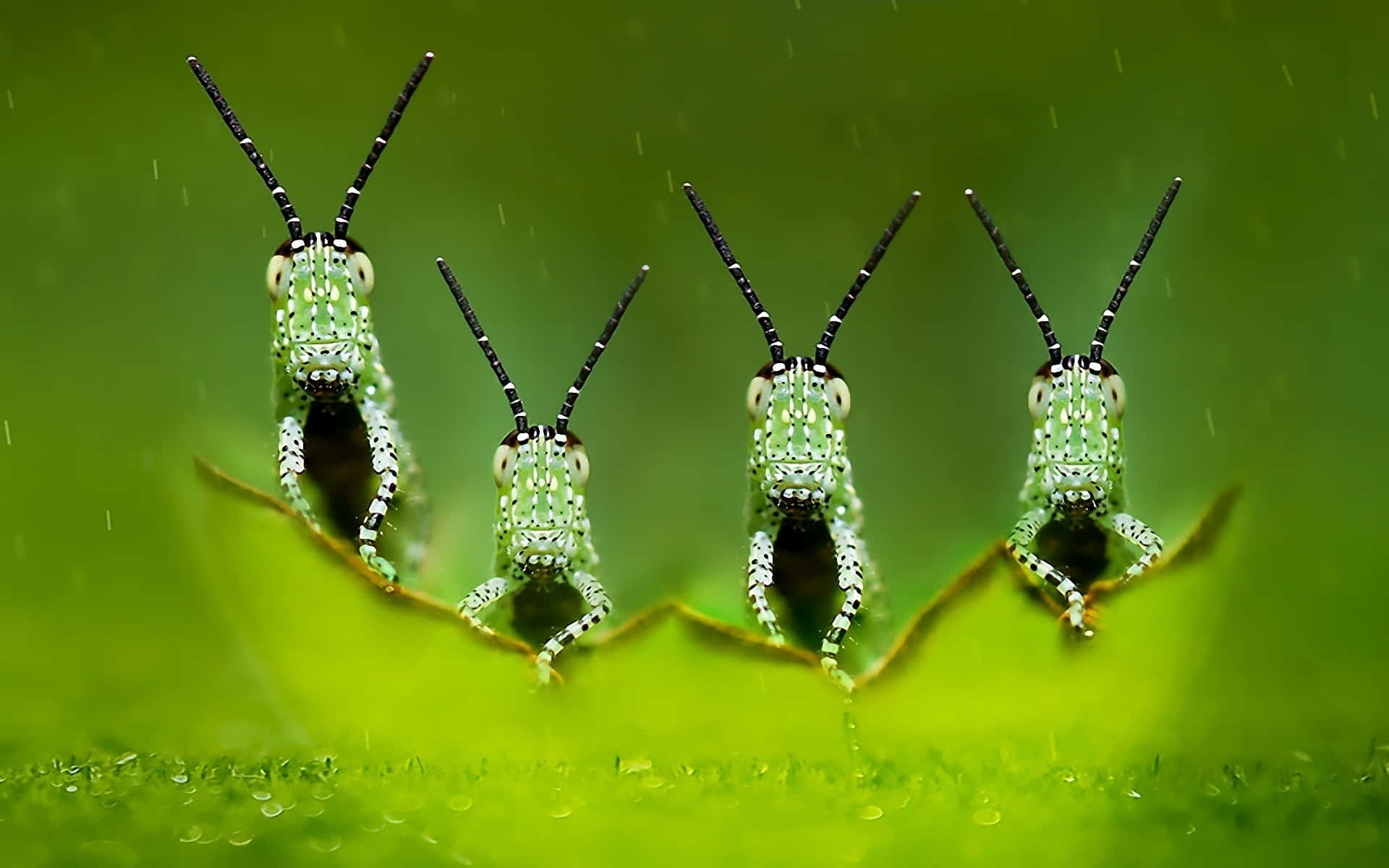 green grasshoppers, black striped antennae, dewy leaf, Full HD Desktop Wallpaper