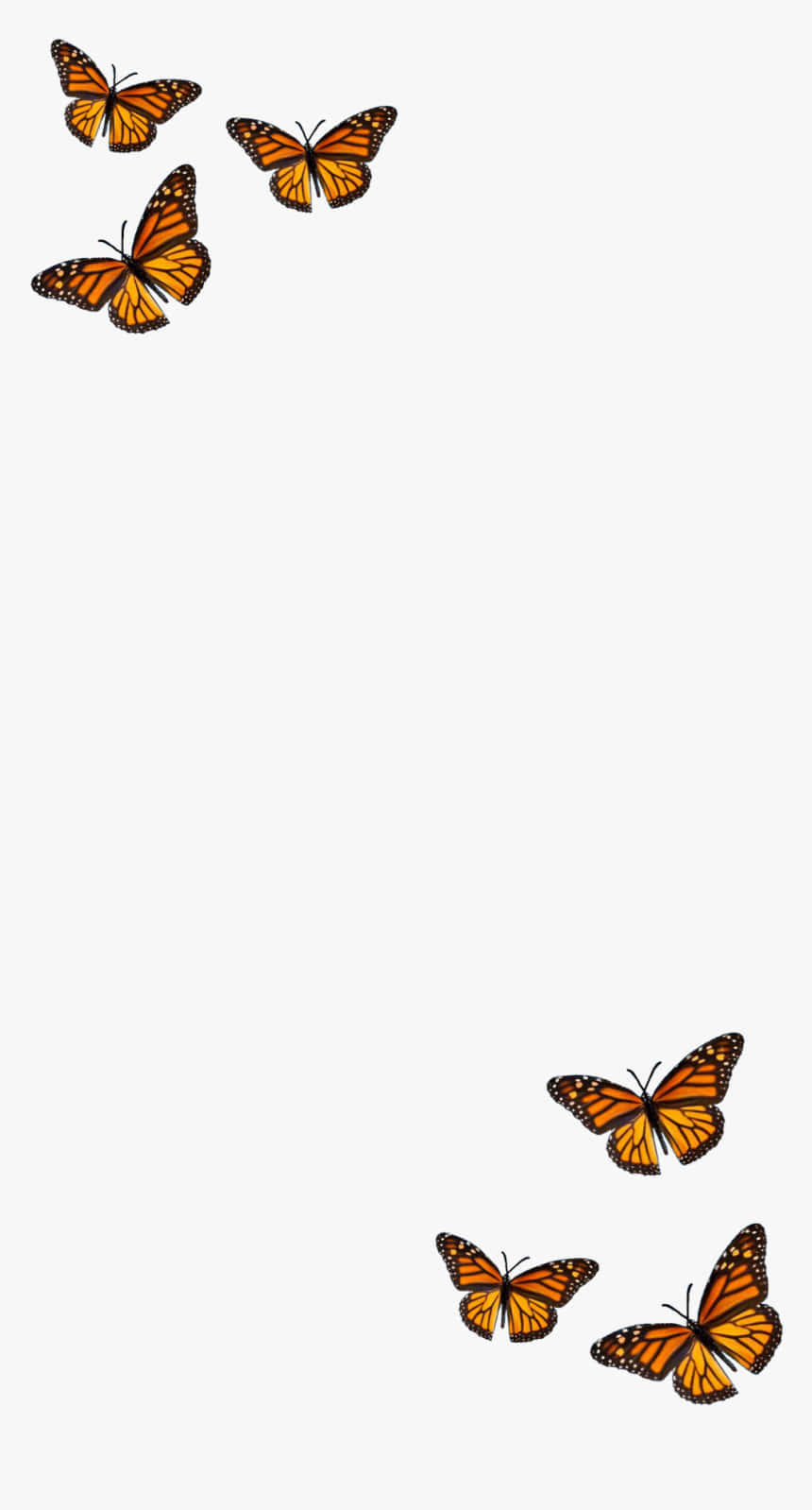 orange monarch butterflies, white poster, light gray background, HD Phone Wallpaper