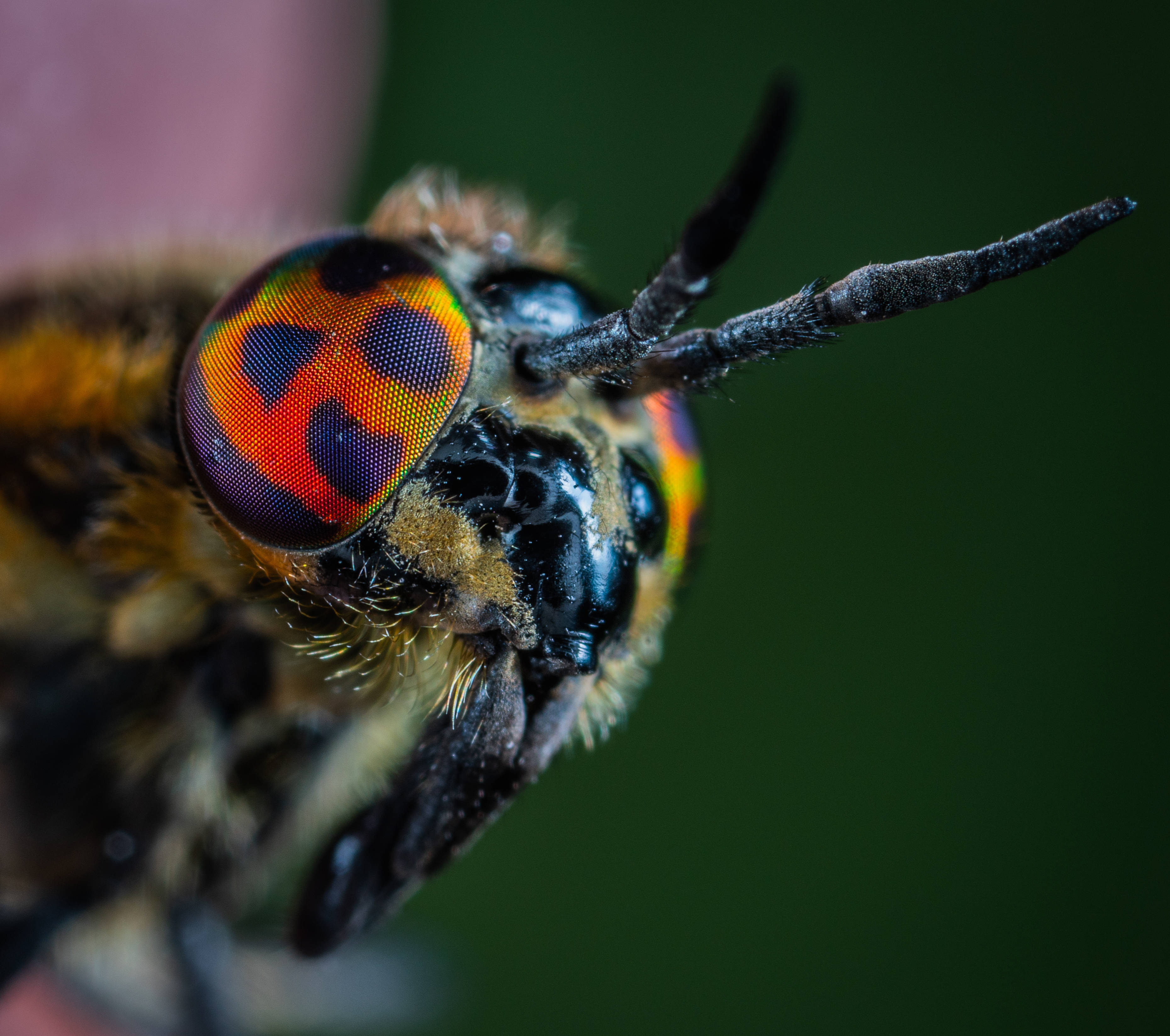 horsefly, iridescent eye, fiery orange, 2K Desktop Wallpaper