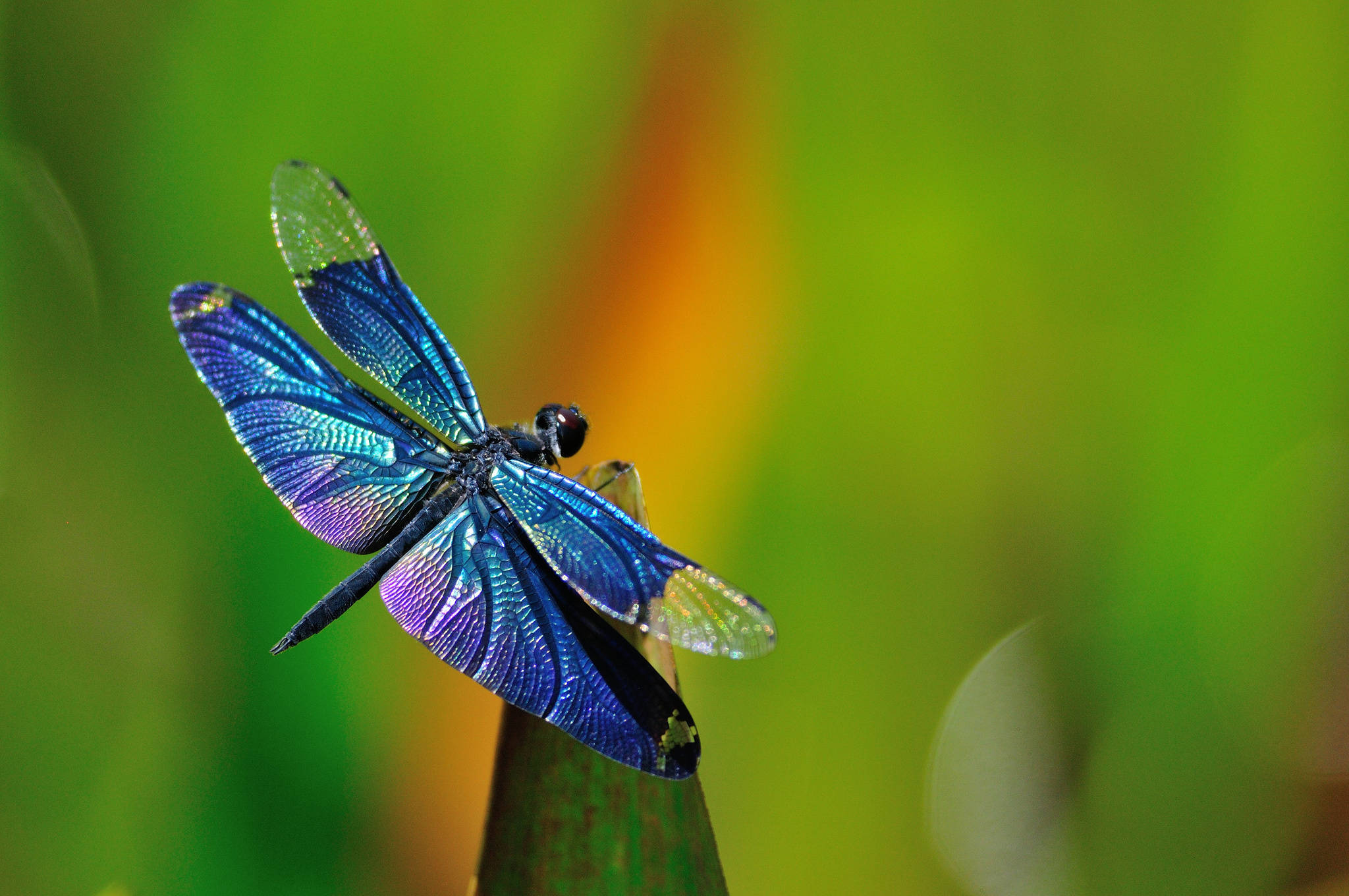 dragonfly, iridescent blue wings, green stem, Full HD Desktop Wallpaper