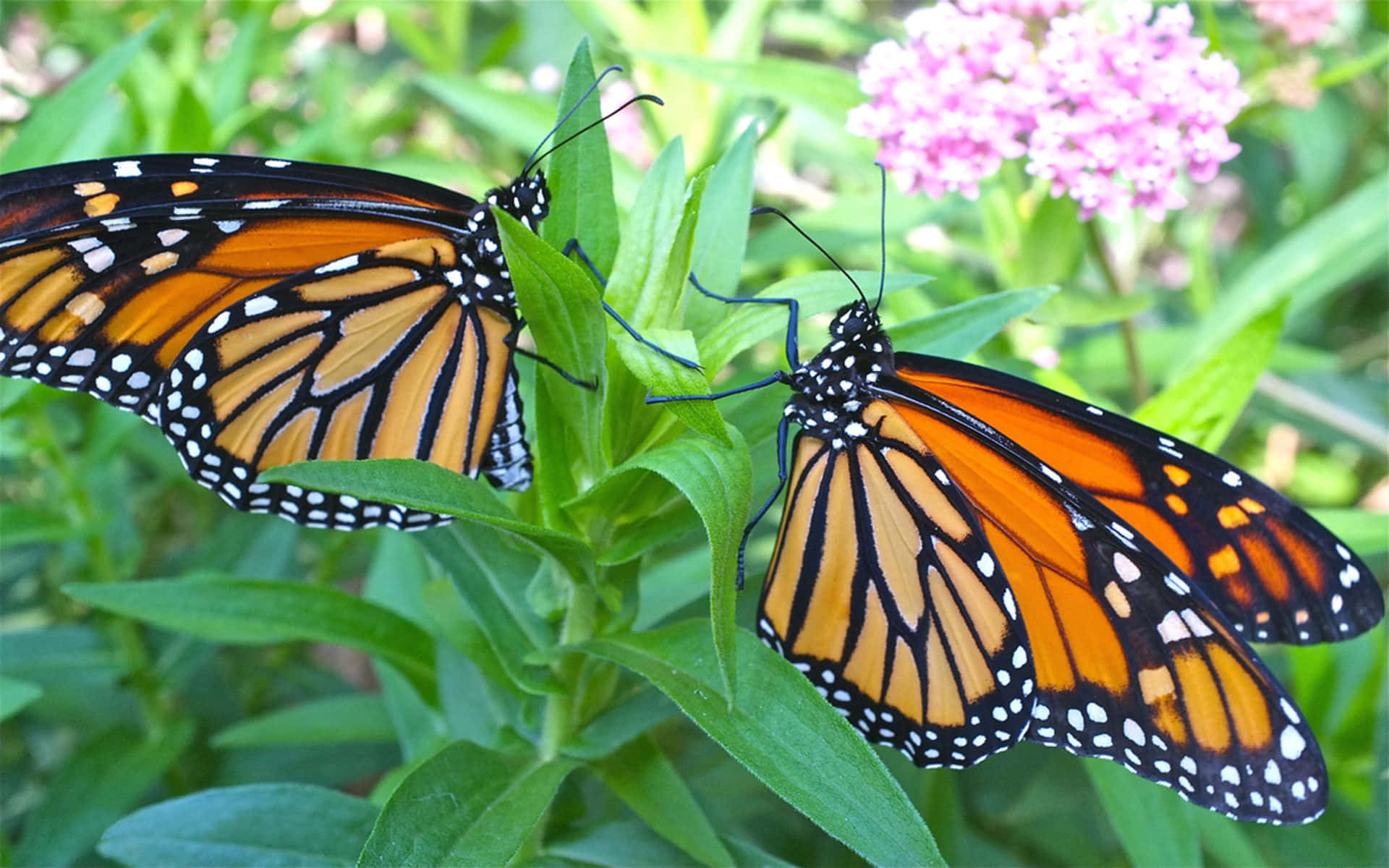 male monarch butterfly, female monarch butterfly, vibrant orange wings, Full HD Desktop Wallpaper