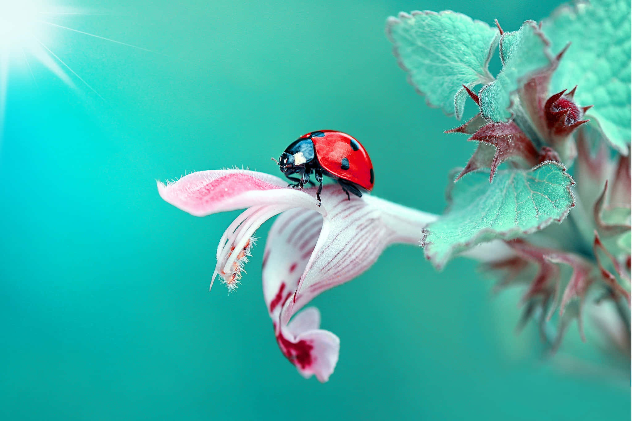 ladybug, red, pink flower, Full HD Desktop Wallpaper