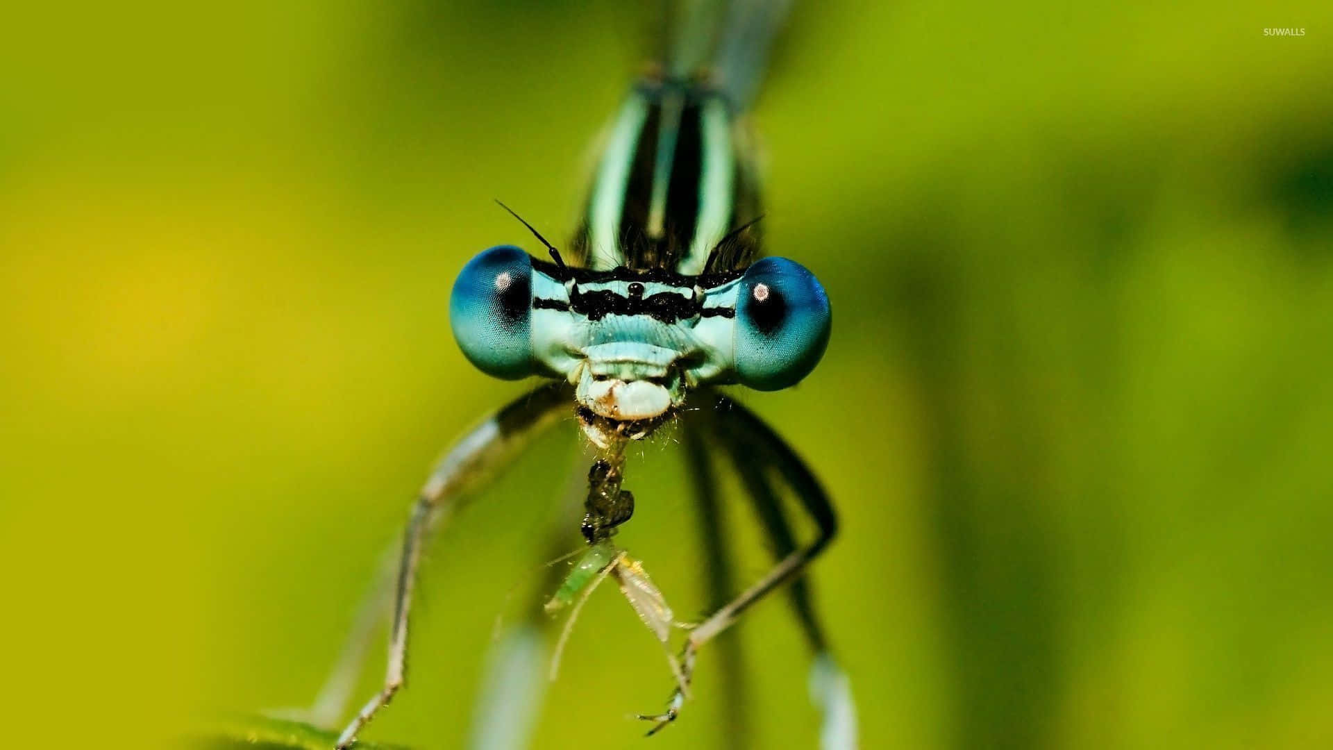 damselfly, blue eyes, striped thorax, Full HD Desktop Wallpaper