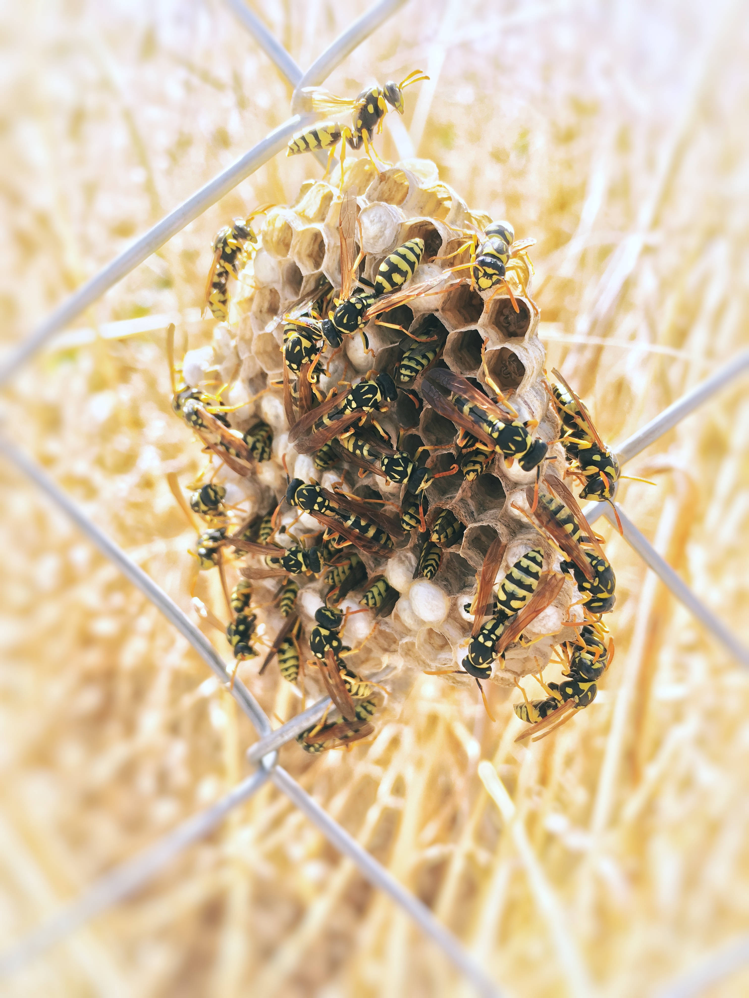hexagonal glitter pattern, wasp nest, yellow and black wasps, 4K Phone Wallpaper