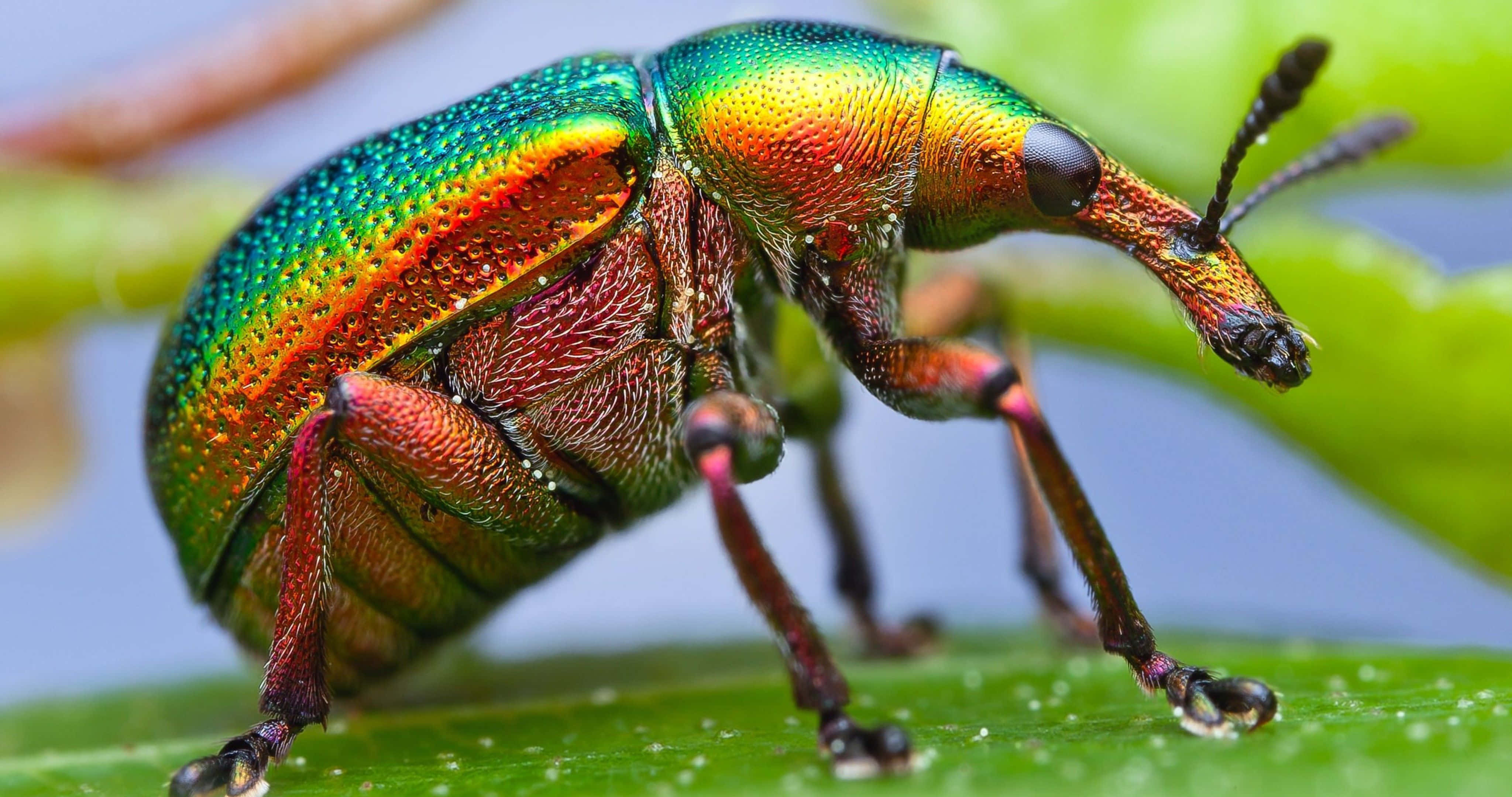rainbow-colored shell, iridescent weevil, dew-kissed green leaf, 4K Desktop Wallpaper