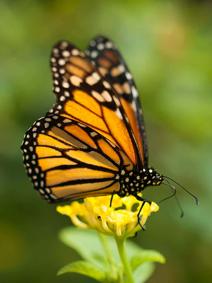 monarch butterfly, yellow milkweed, vibrant orange wings, SD Phone Wallpaper