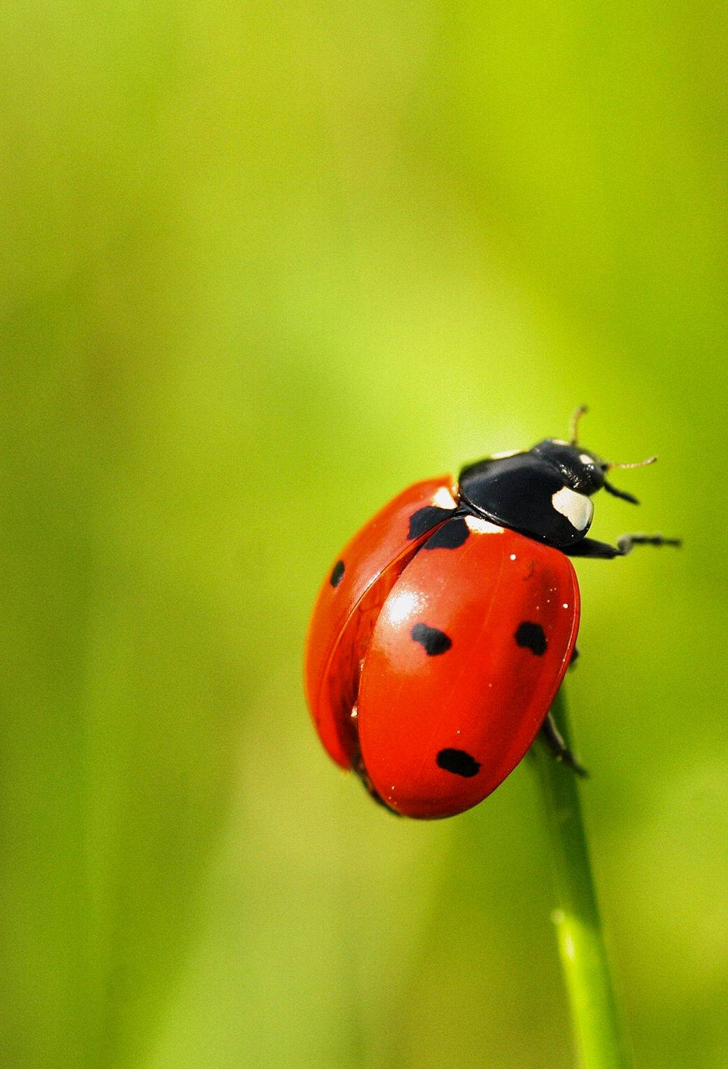 ladybug, red, black spots, HD Phone Wallpaper
