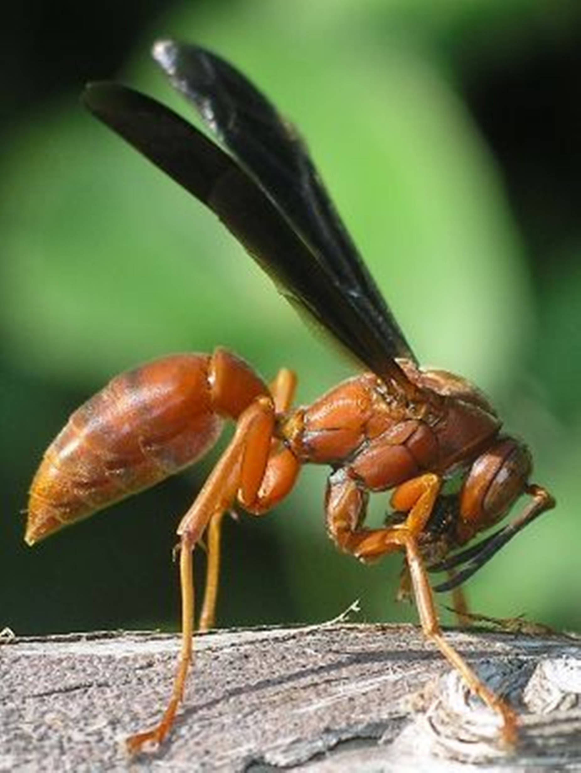 wasp, oklahoma red specie, reddish-brown, Full HD Phone Wallpaper