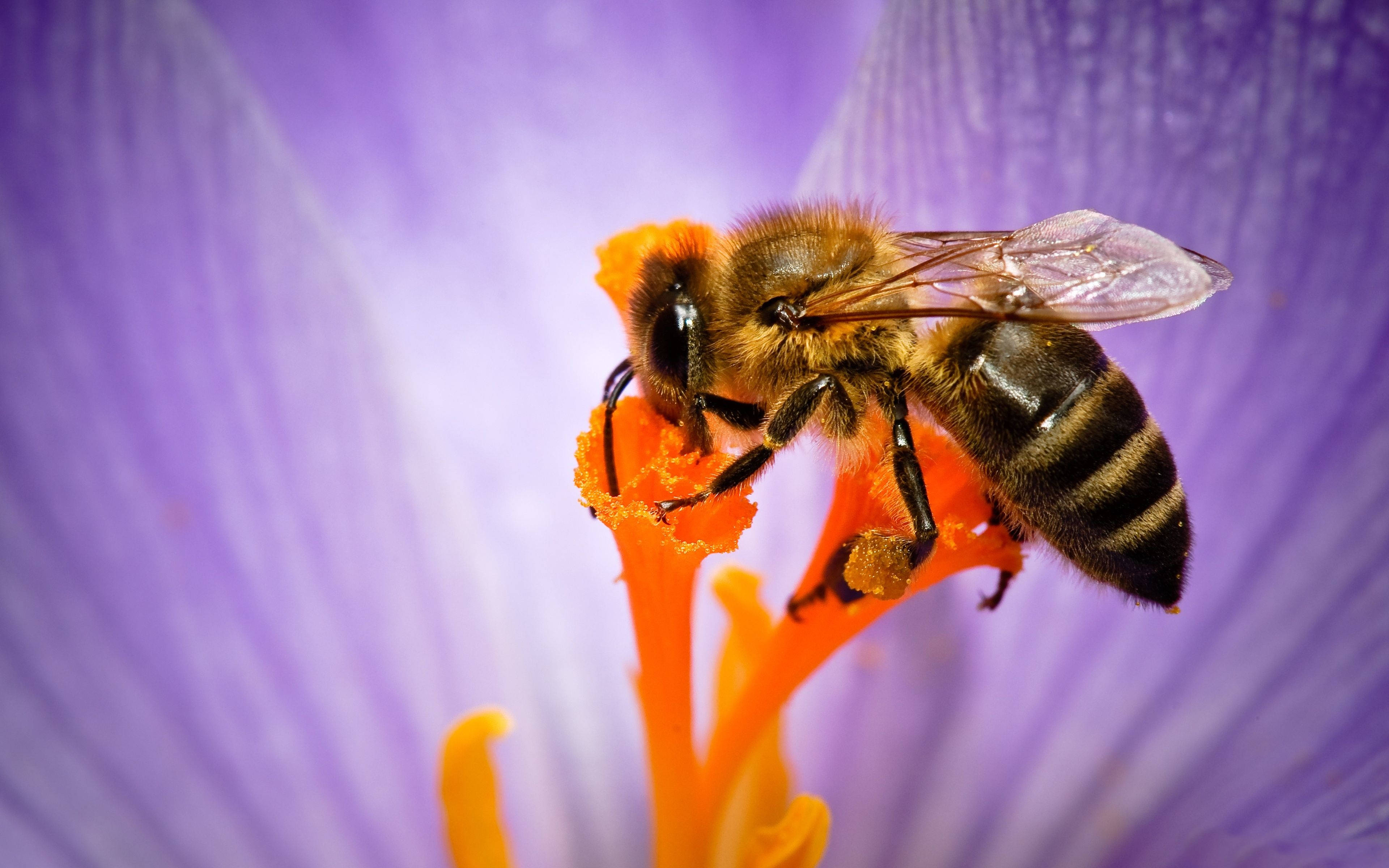bee, striped abdomen, bright orange stamens, 4K Desktop Wallpaper