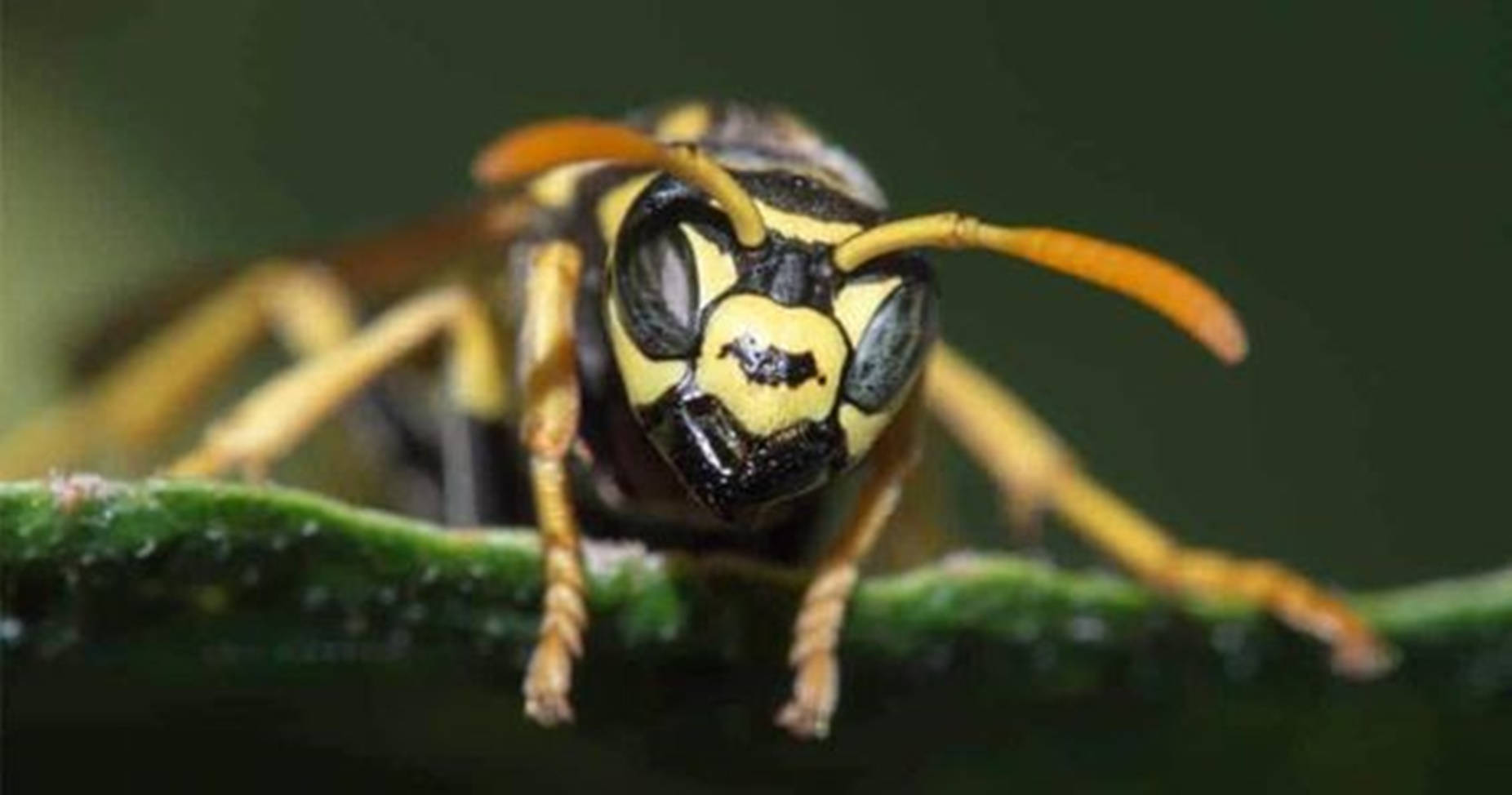 wasp, golden paper specie, yellow and black striped, HD Desktop Wallpaper