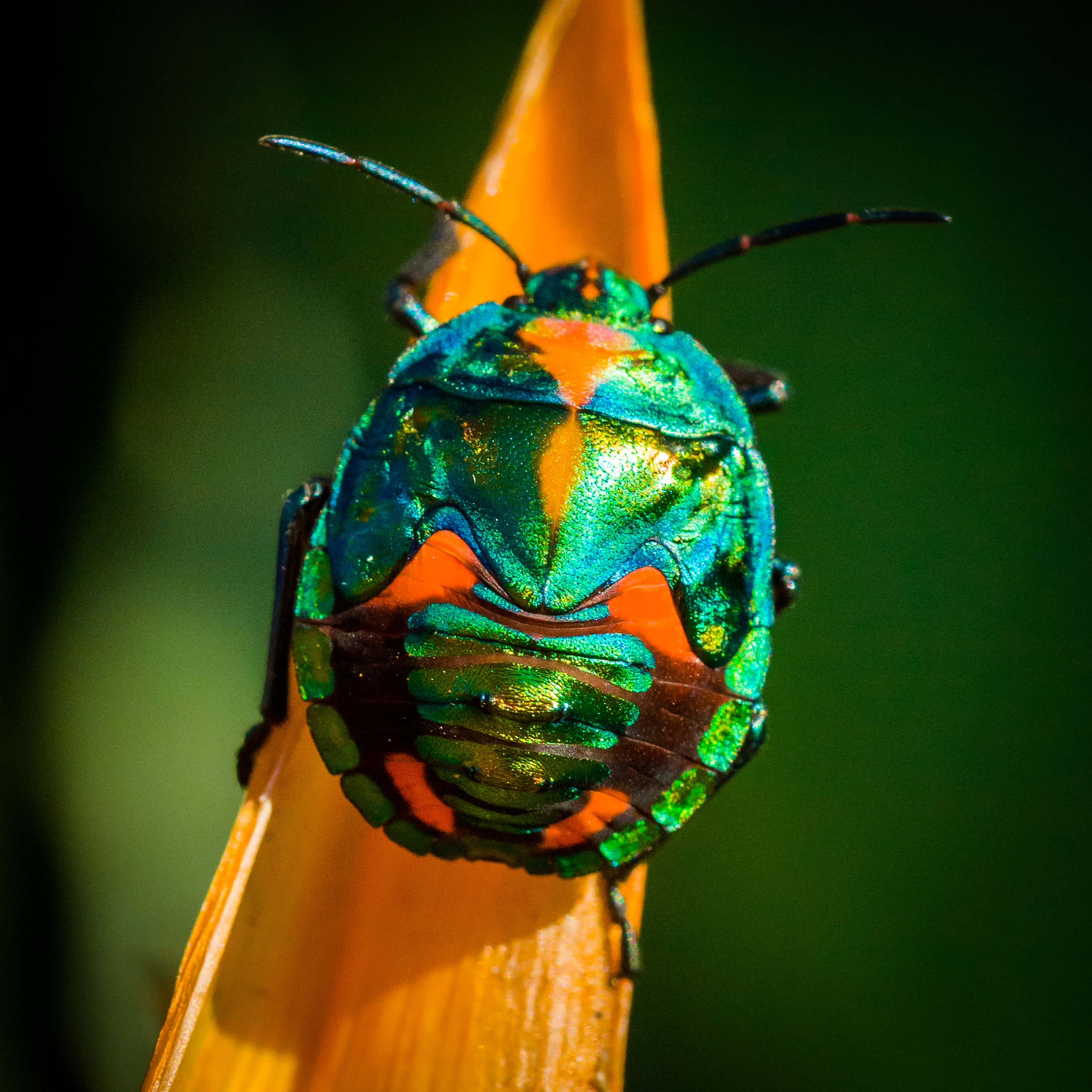 orange and green insects, iridescent shield bug, bright orange flower petal, 2K Desktop Wallpaper
