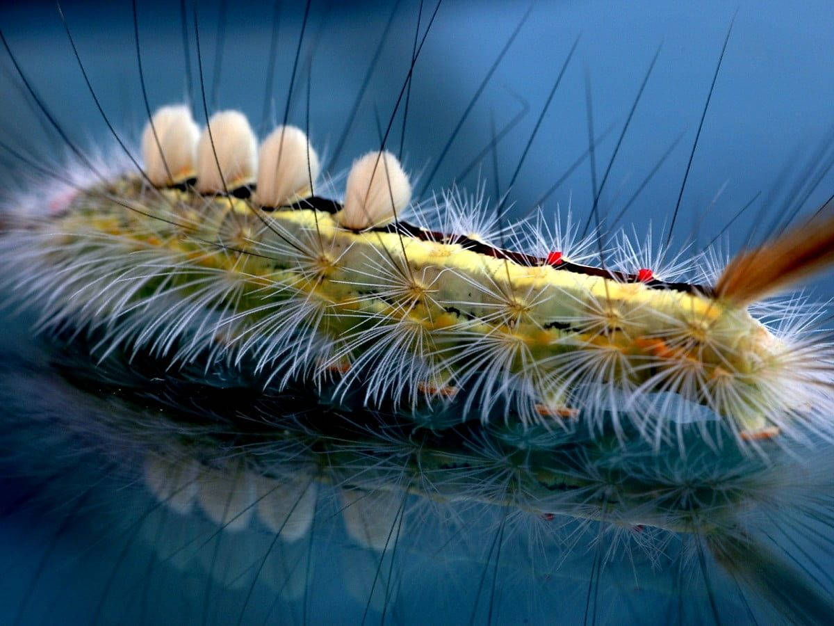 white hairy caterpillar, fuzzy caterpillar, white bristles, SD Desktop Wallpaper