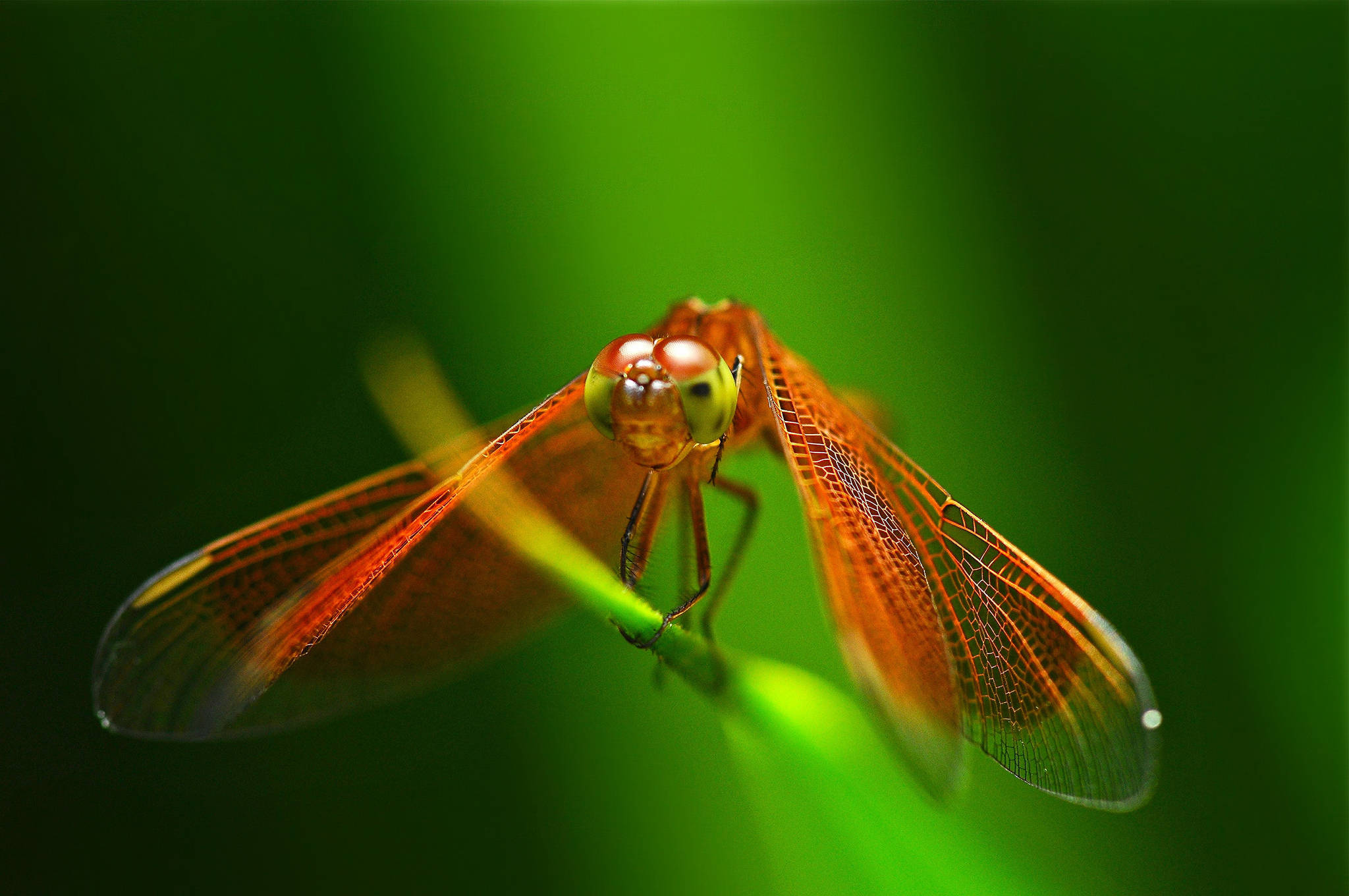 insect, red-colored dragonfly, vibrant orange dragonfly, Full HD Desktop Wallpaper