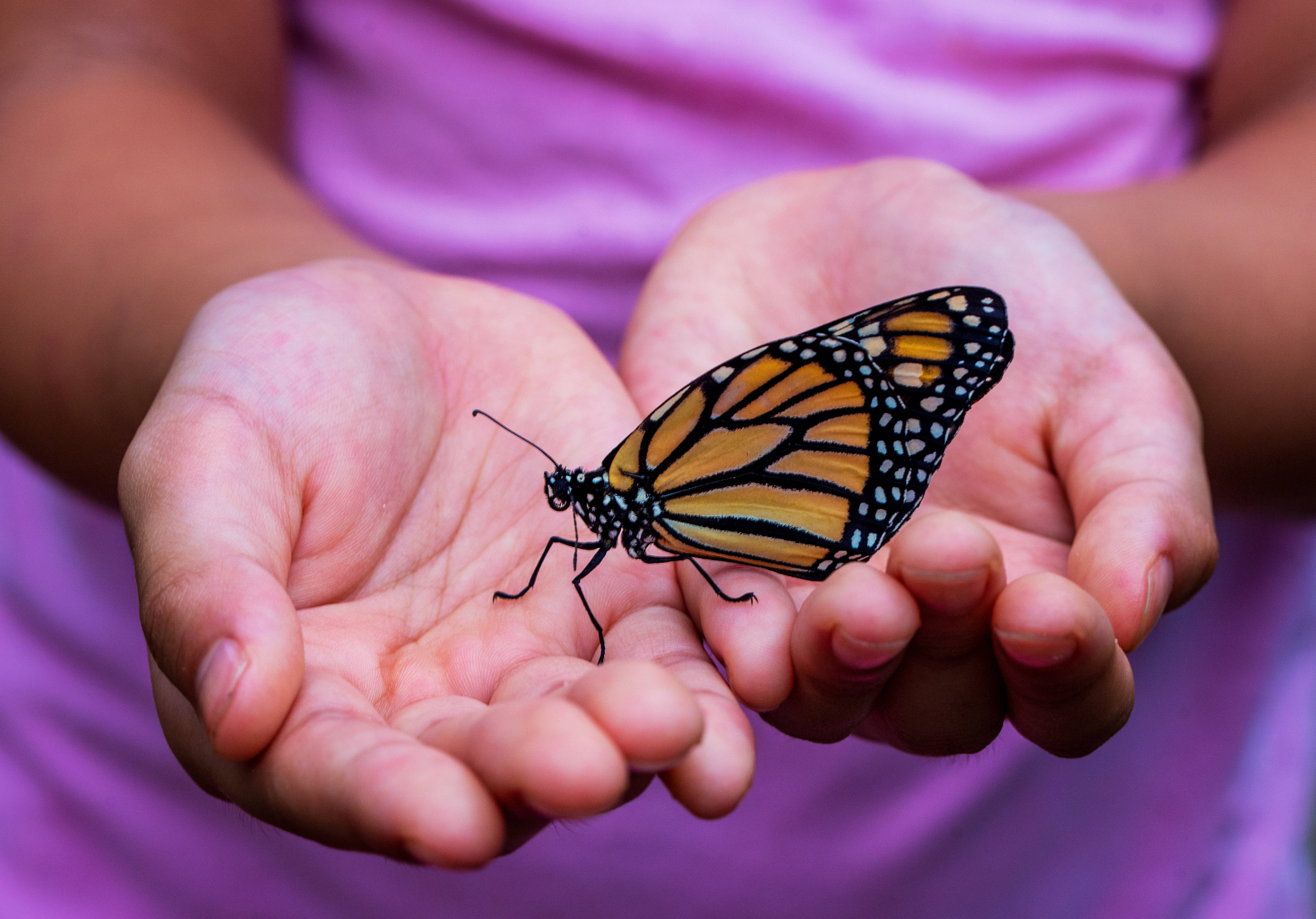 monarch butterfly, cupped hands, soft purple background, 4K Desktop Wallpaper
