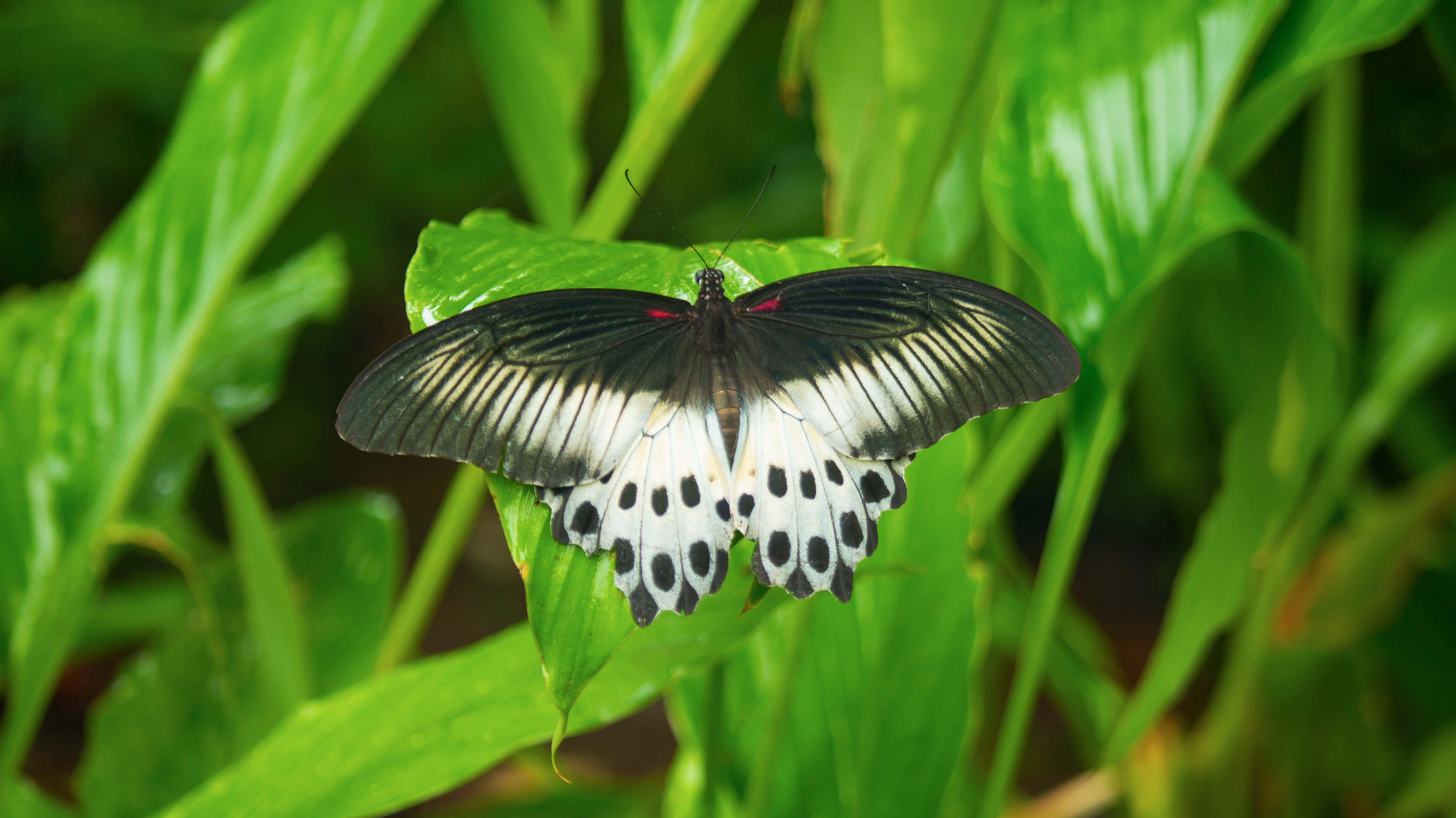 black and white butterfly, fresh green leaf, natural light, 5K Desktop Wallpaper