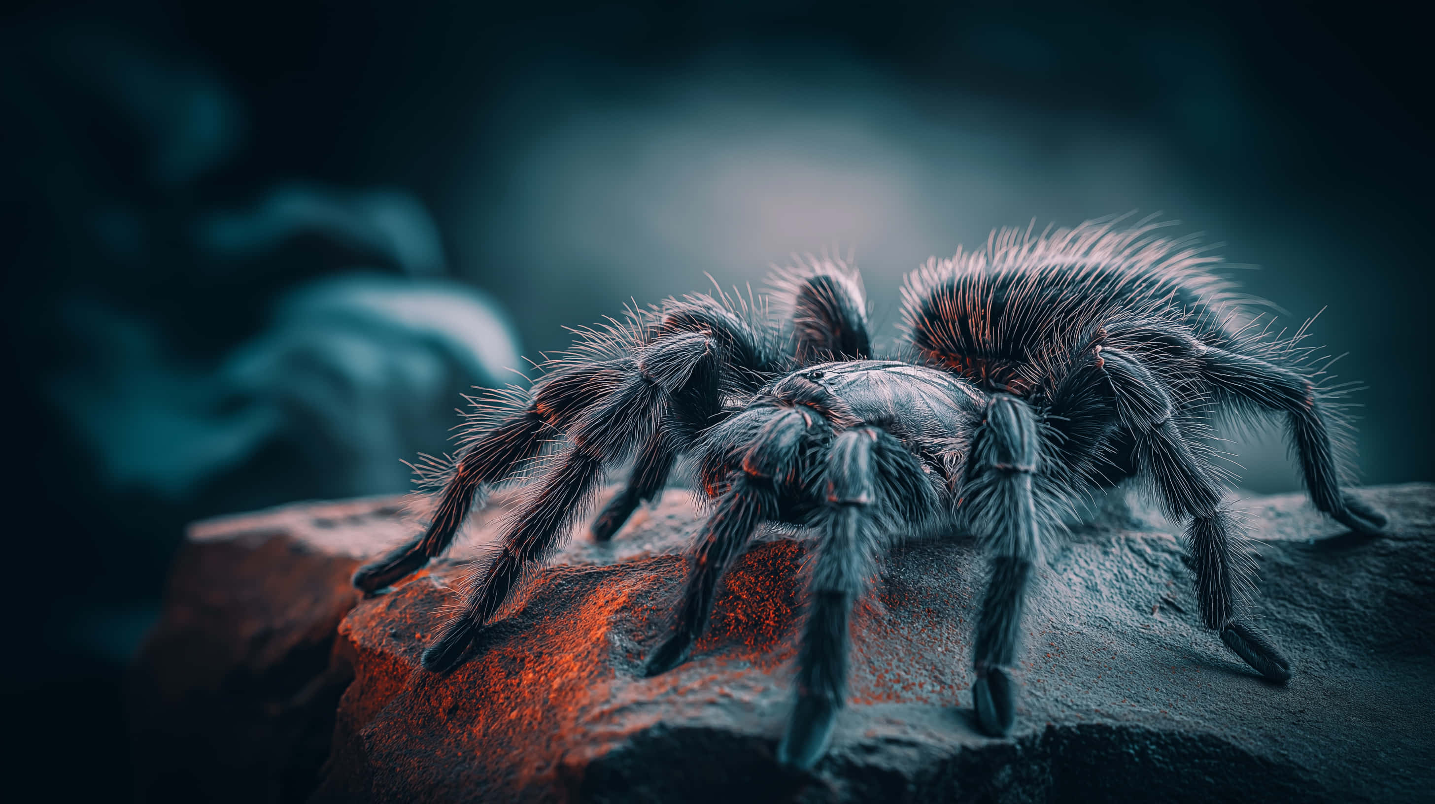 sci fi style tarantula, dark blue and orange markings, textured rock, 2K Desktop Wallpaper