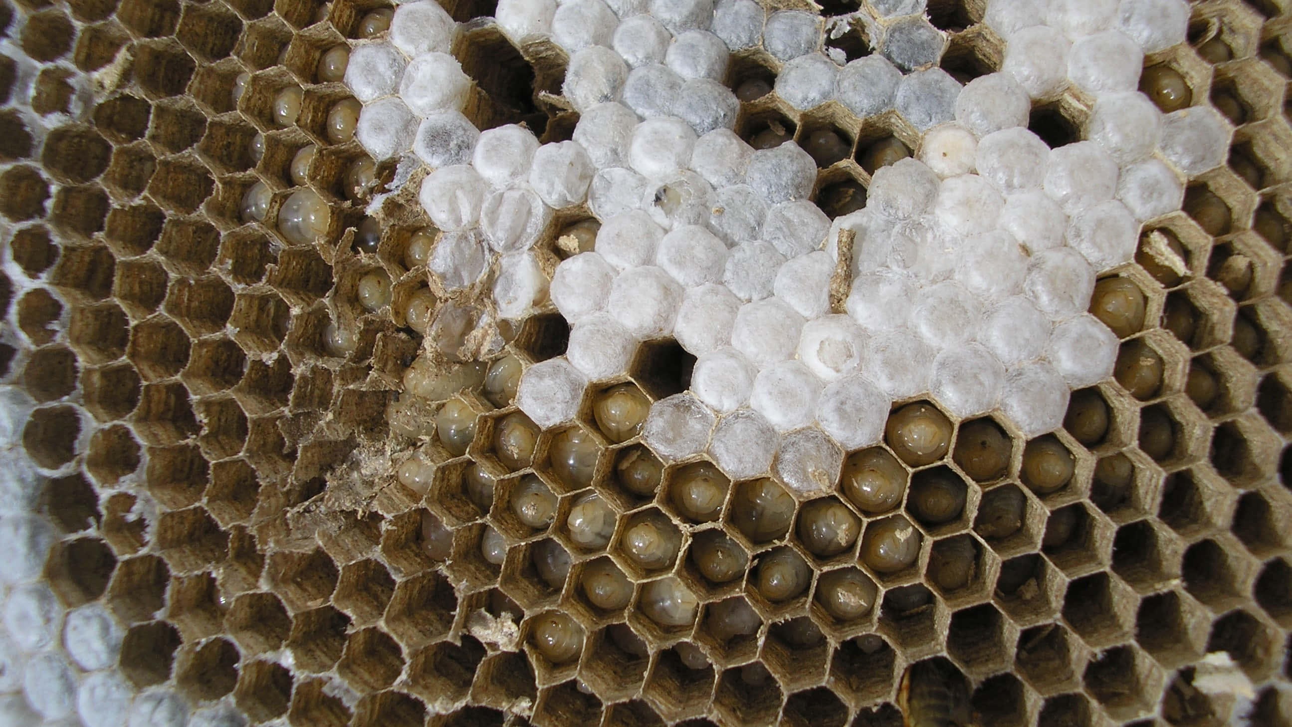 wasp hive, hexagonal cells, white capped, 2K Desktop Wallpaper