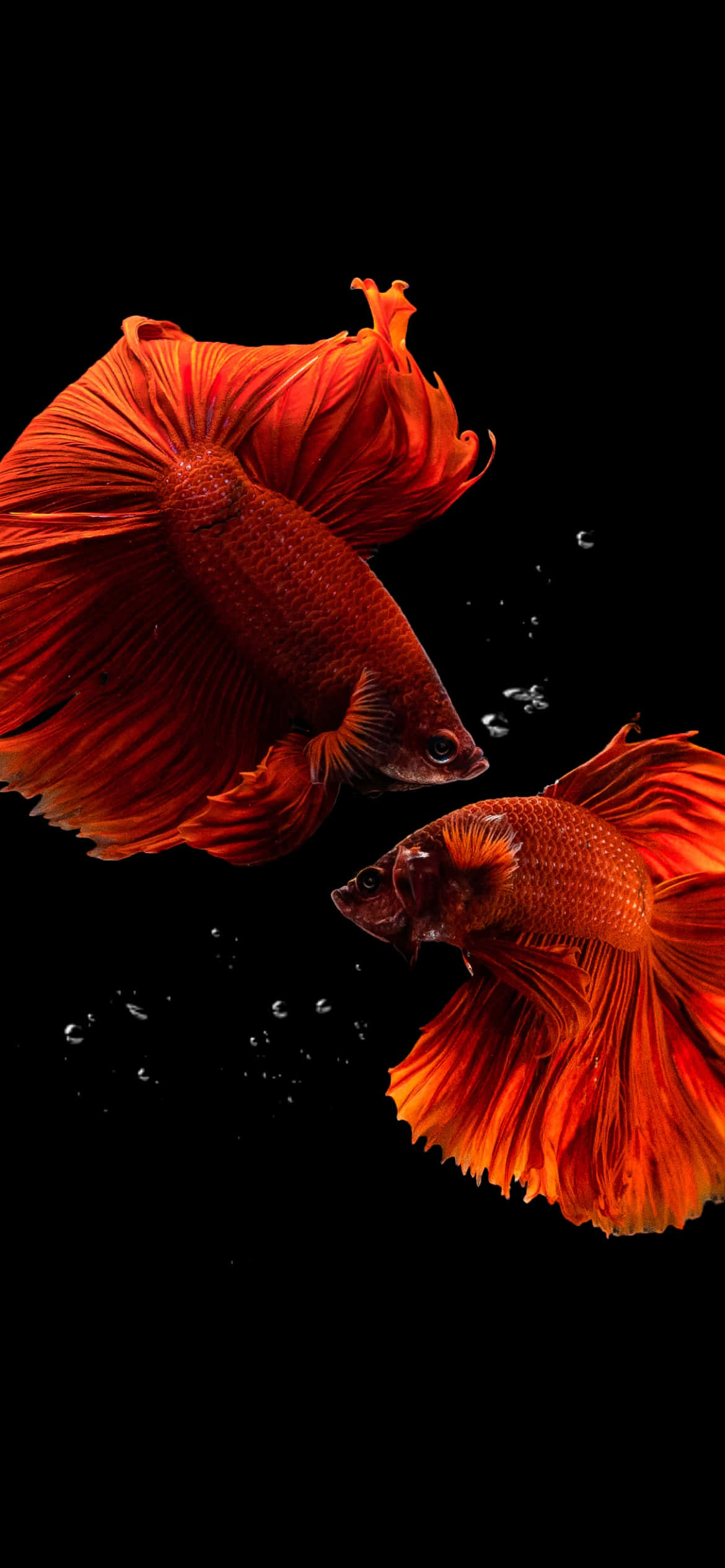 betta fish, orange, black background, Full HD Phone Wallpaper