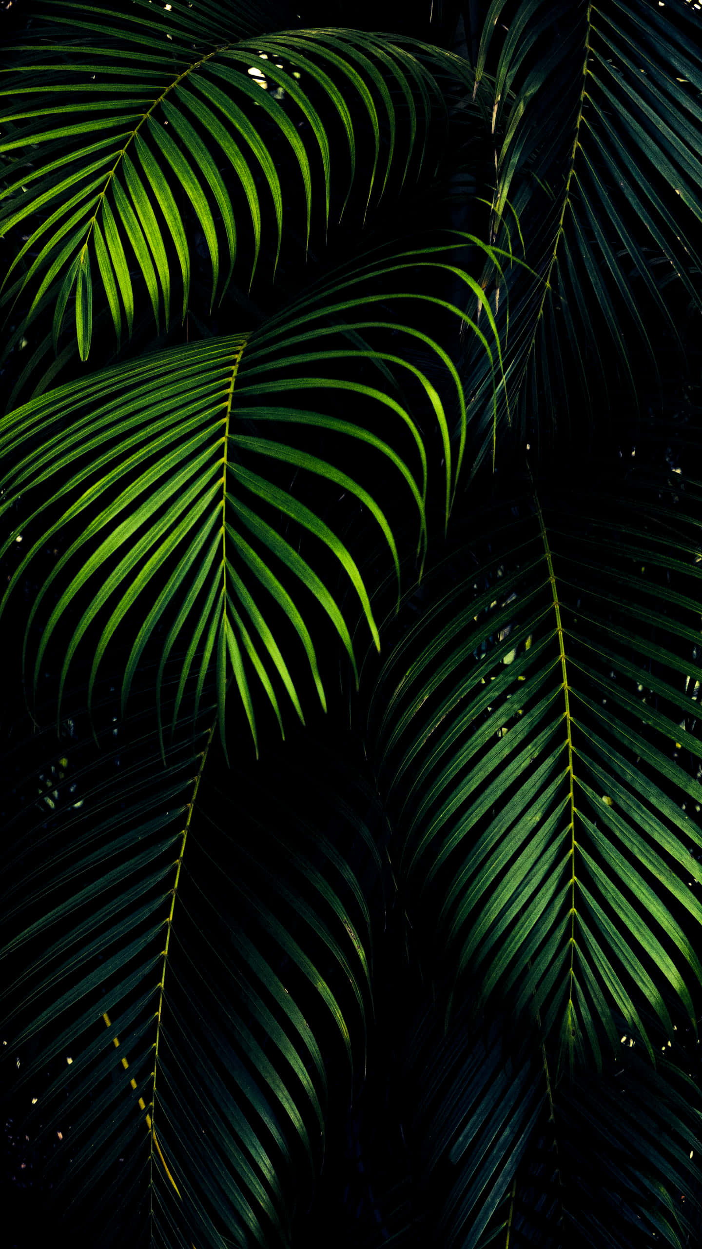 Professional iPhone, vibrant green, palm fronds, 2K Phone Wallpaper