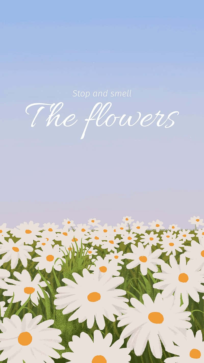 daisy field, white daisies, orange centers, HD Phone Wallpaper