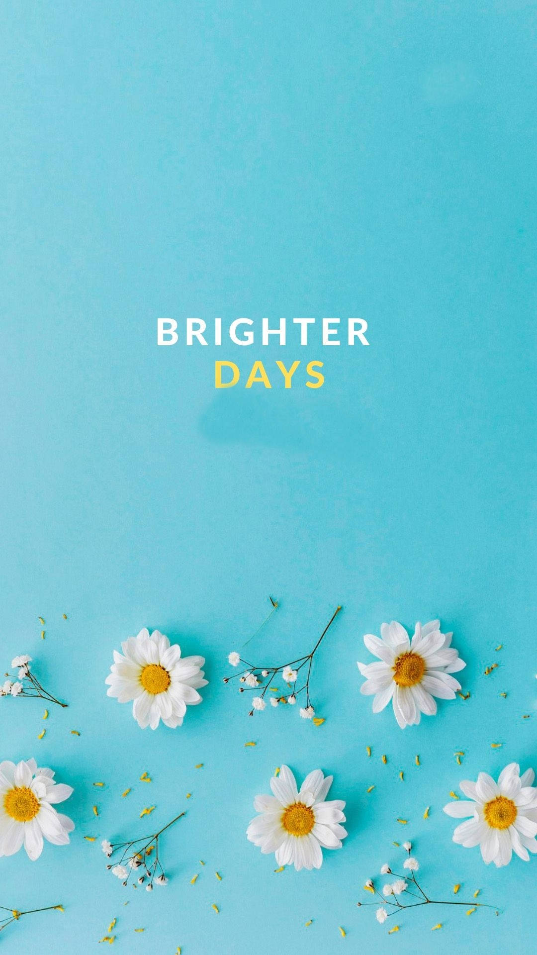 white daisies, baby's breath, solid turquoise background, Full HD Phone Wallpaper