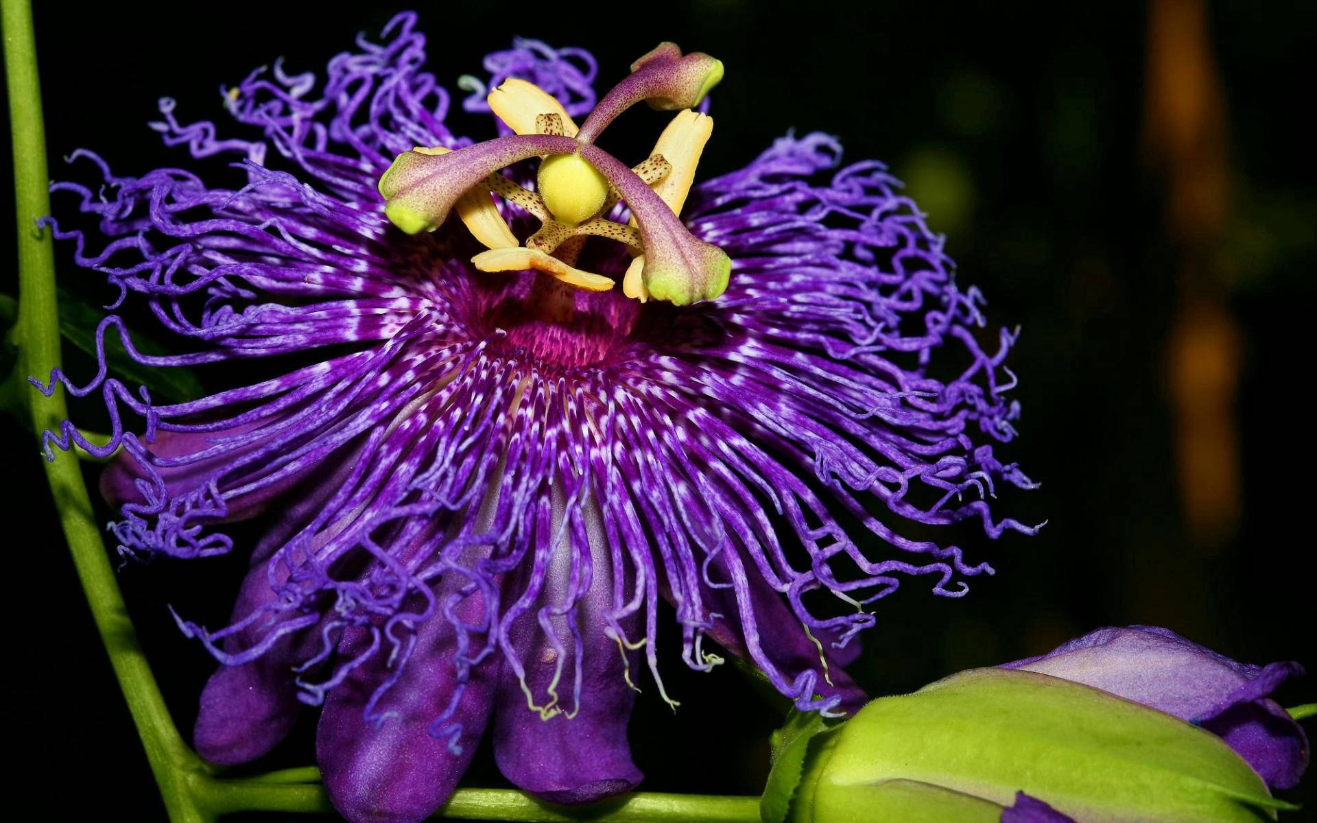 purple passionflower, intricate filaments, yellow center, Full HD Desktop Wallpaper