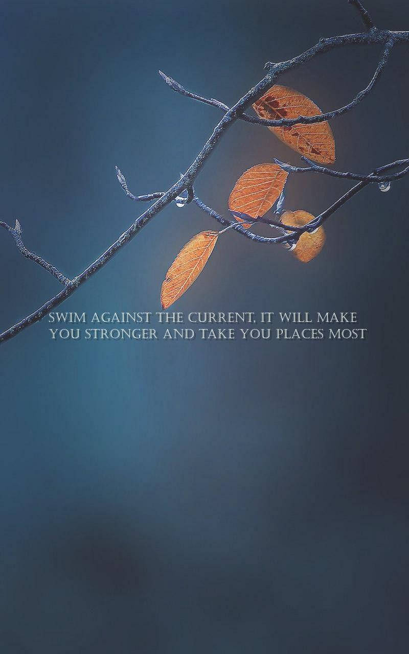 Swim Against The Current, orange leaves, dewdrops, HD Phone Wallpaper