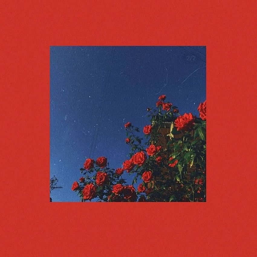 Insta Baddie, Red Roses, deep blue sky, SD Desktop Wallpaper