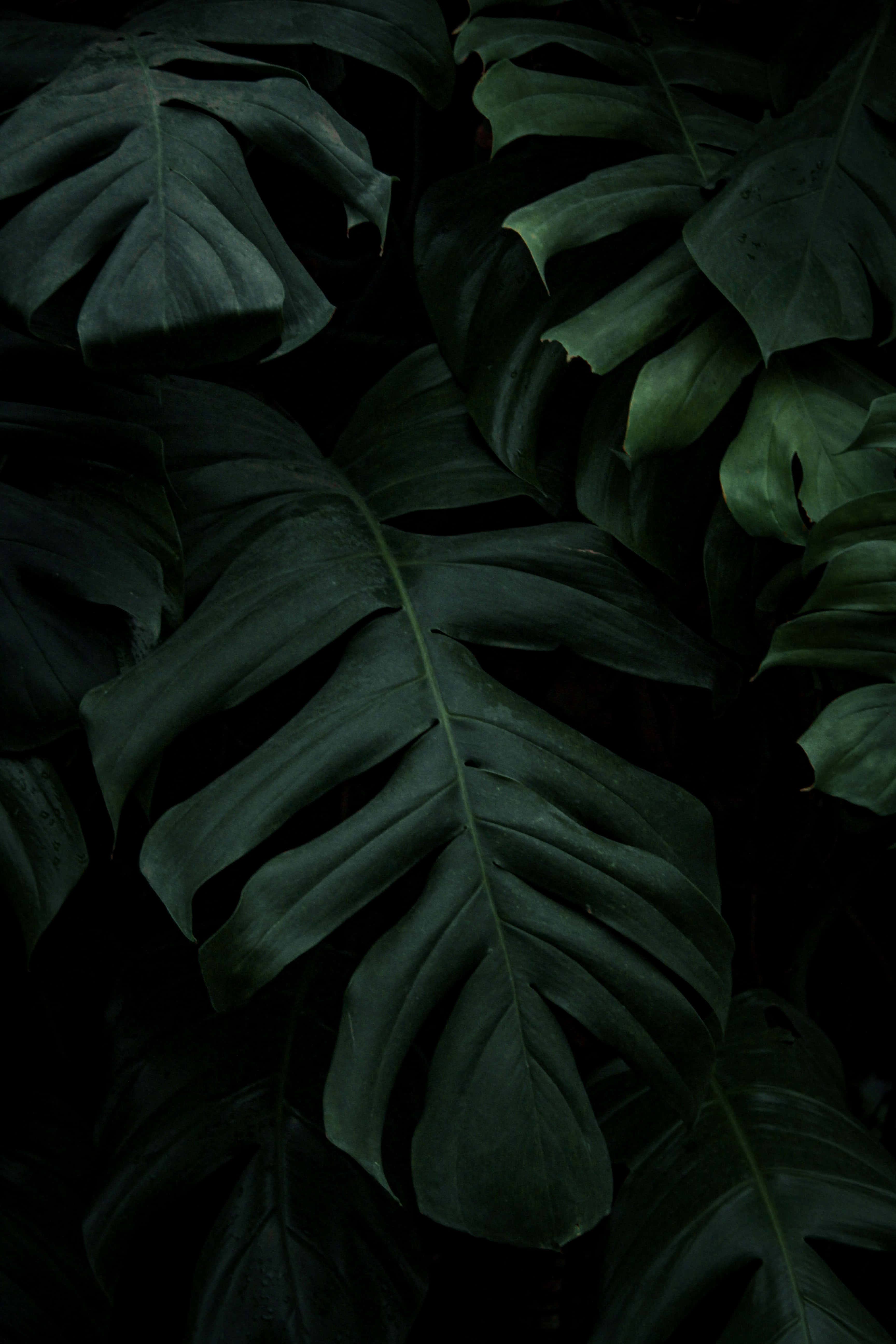 monstera leaves, deep green veins, black background, 5K Phone Wallpaper