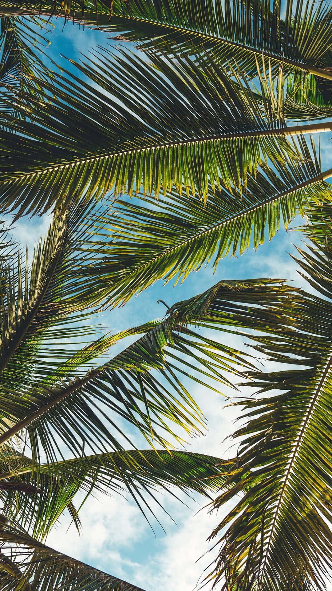 palm tree leaves, palm fronds, bright blue sky, Full HD Phone Wallpaper