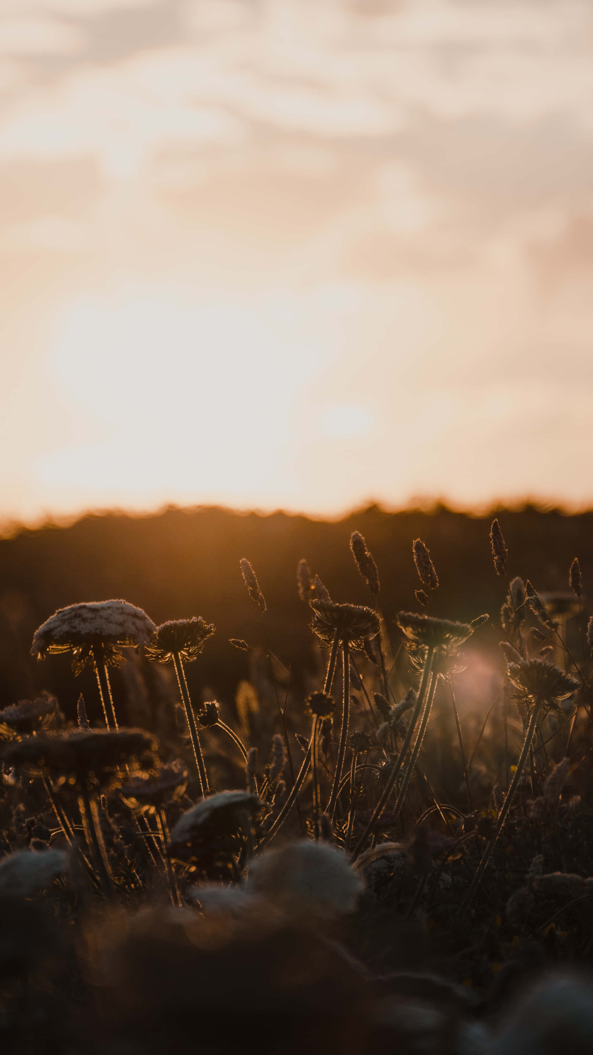 sun rising, golden sunset, frosty wildflowers, 4K Phone Wallpaper