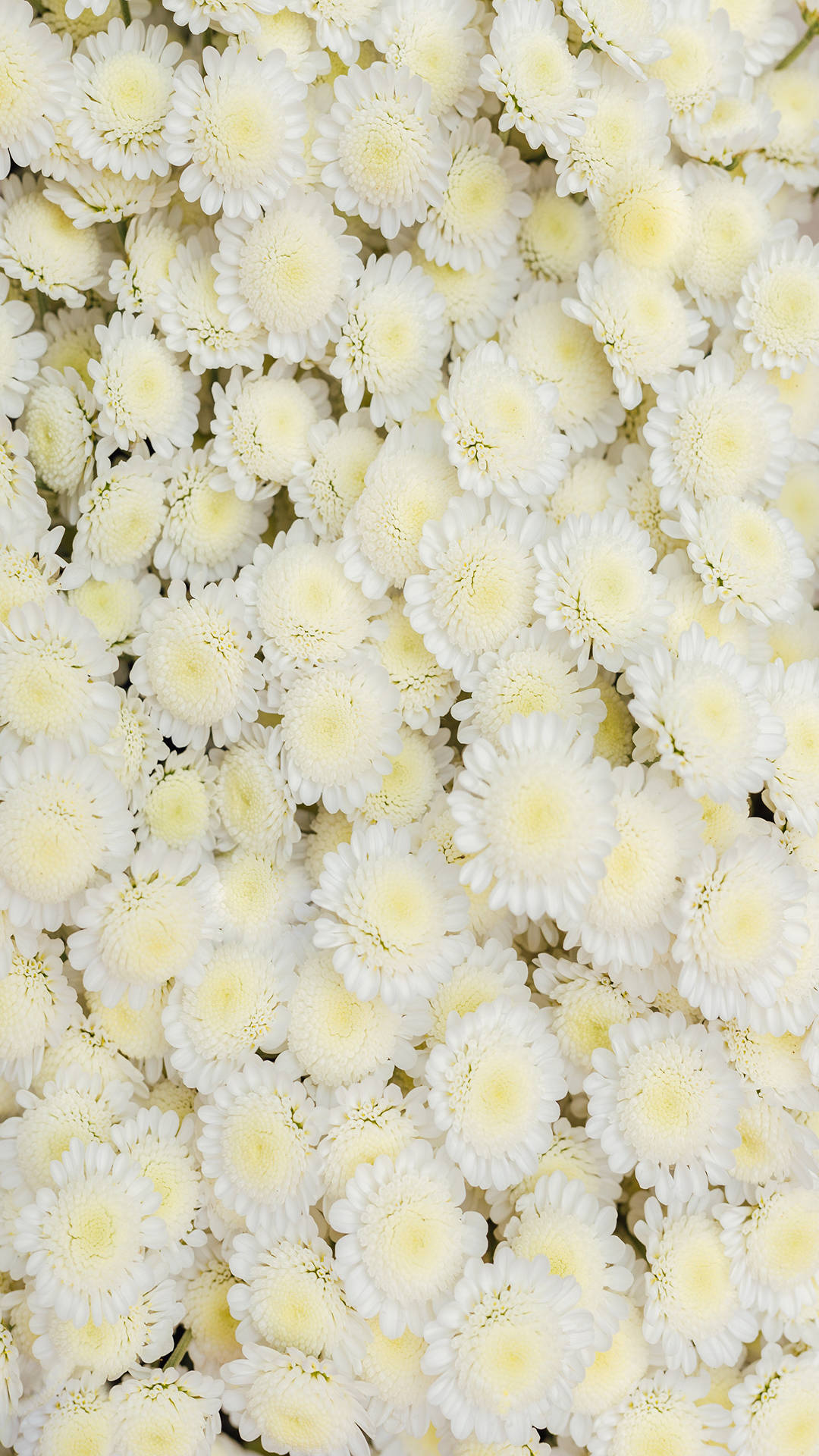 Instagram Story, white daisy flowers, chrysanthemums, Full HD Phone Wallpaper