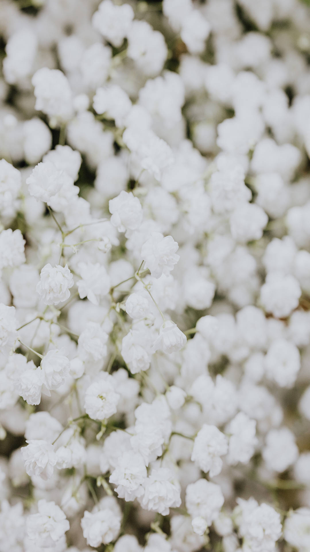 baby's breath flowers, soft close-up, delicate white, Full HD Phone Wallpaper