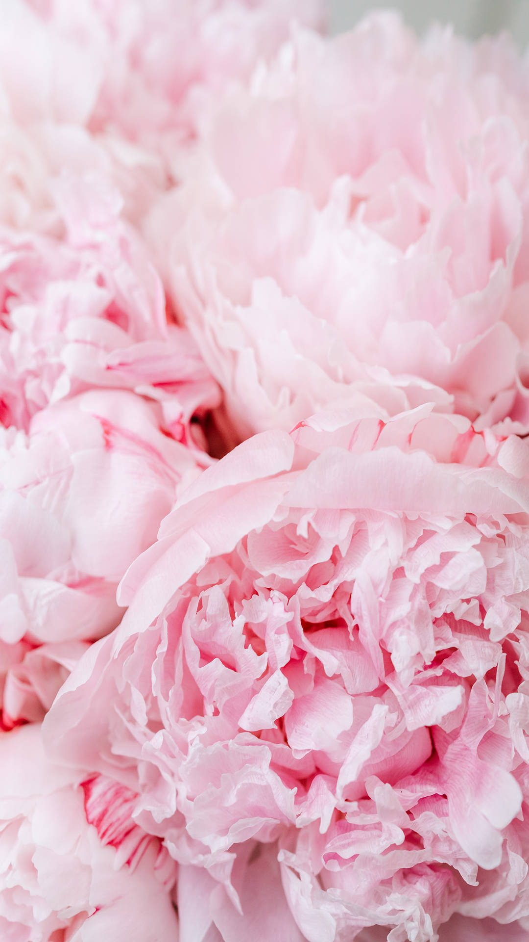 Instagram Story, pink aesthetic, peonies flowers, Full HD Phone Wallpaper