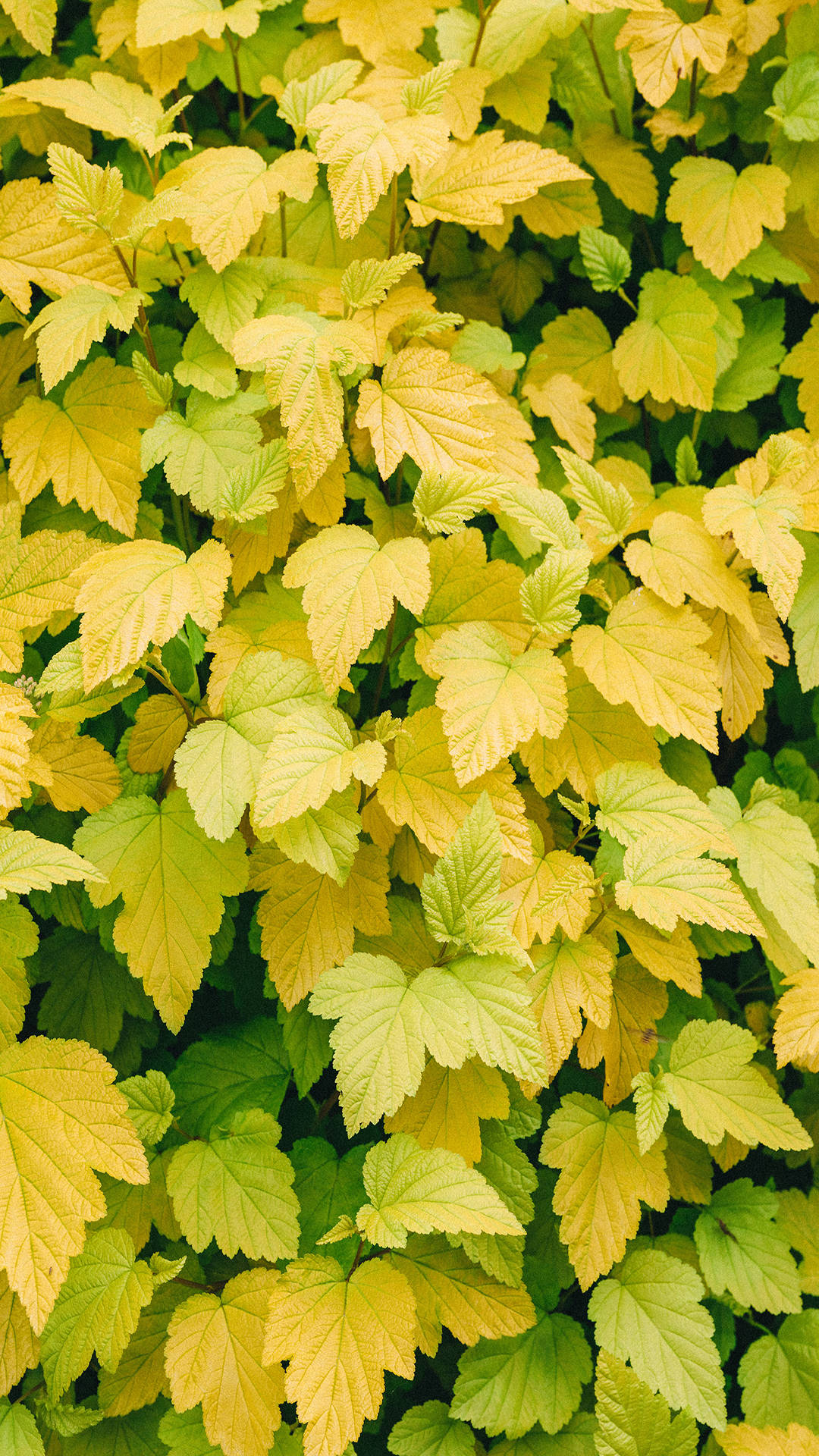 Instagram Story, autumn leaves, vibrant yellow, Full HD Phone Wallpaper