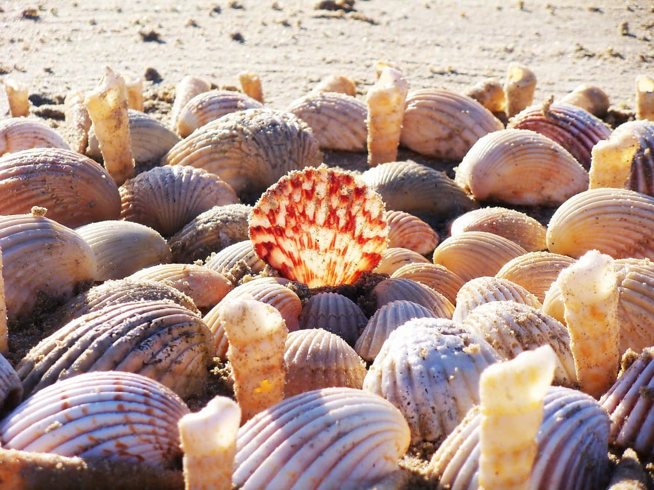 land art, vibrant red and white scallop shell, muted beige and gray seashells, HD Desktop Wallpaper