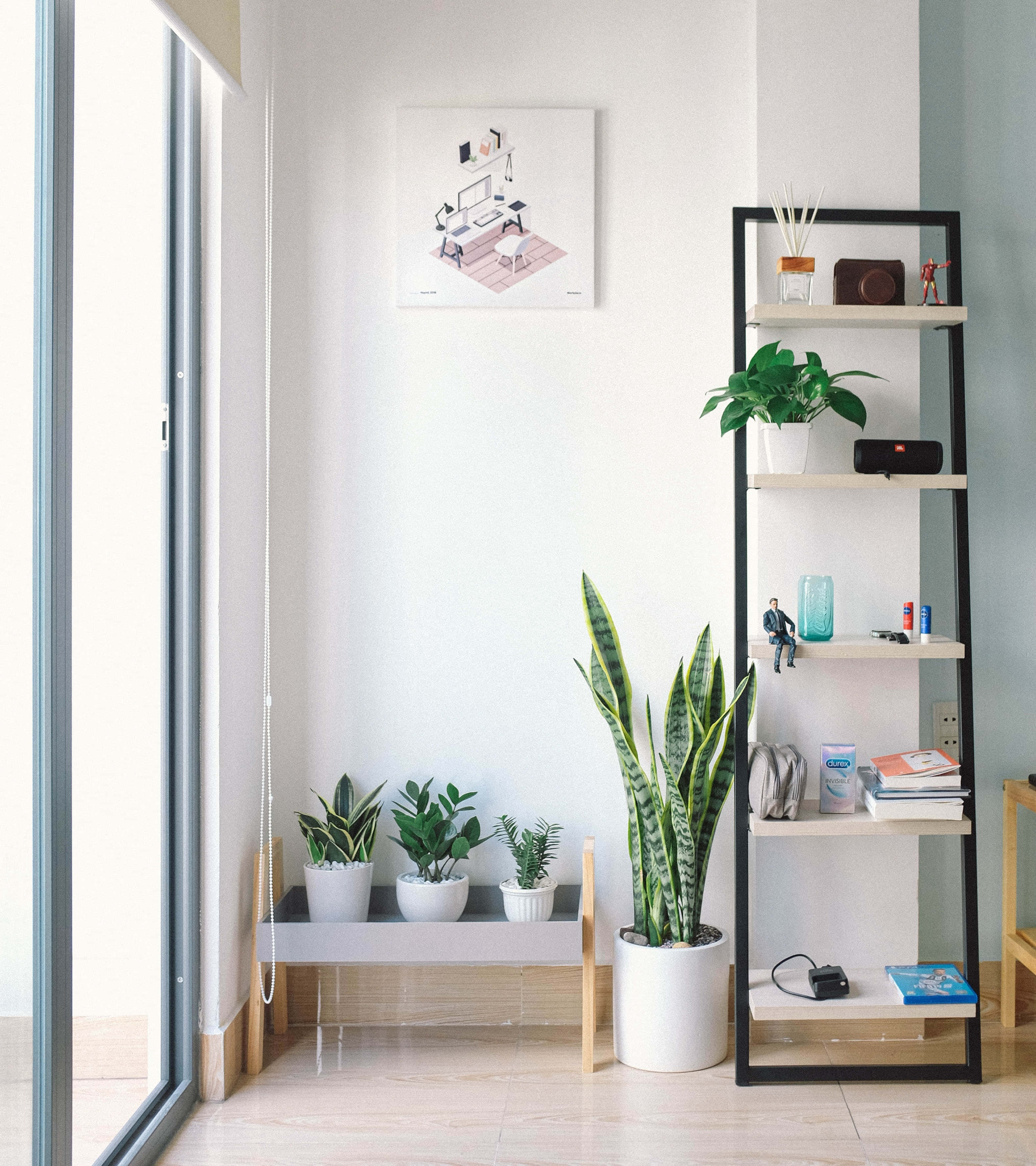 snake plant, black shelf, books, 2K Phone Wallpaper
