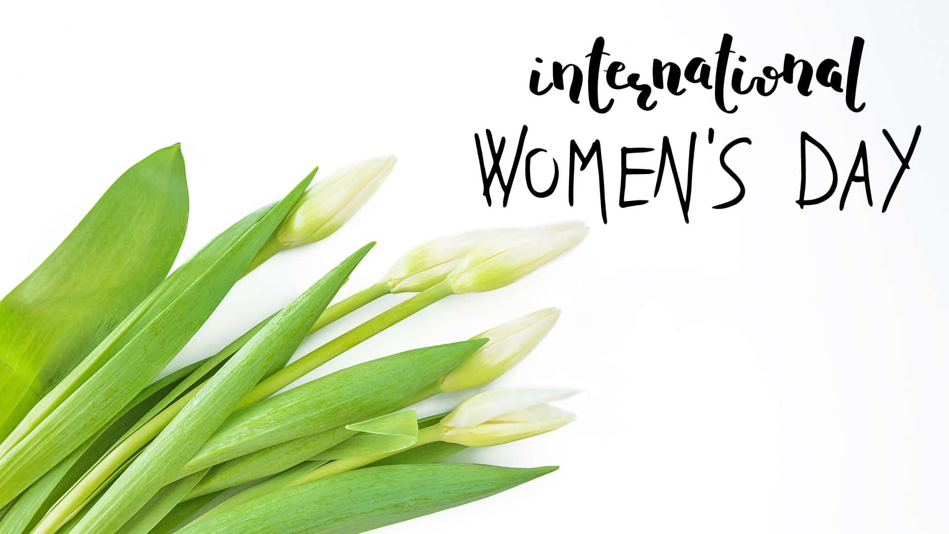 International Women's Day, white tulip buds, green stems, Full HD Desktop Wallpaper