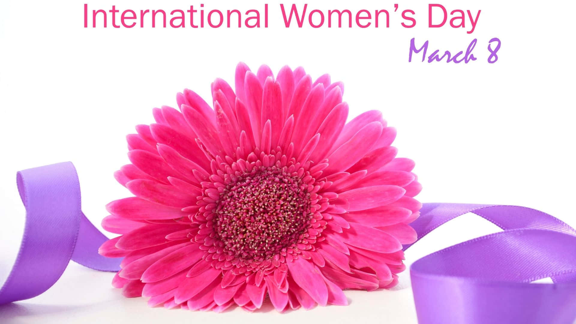 International Women's Day, vibrant pink gerbera daisy, purple ribbon, Full HD Desktop Wallpaper