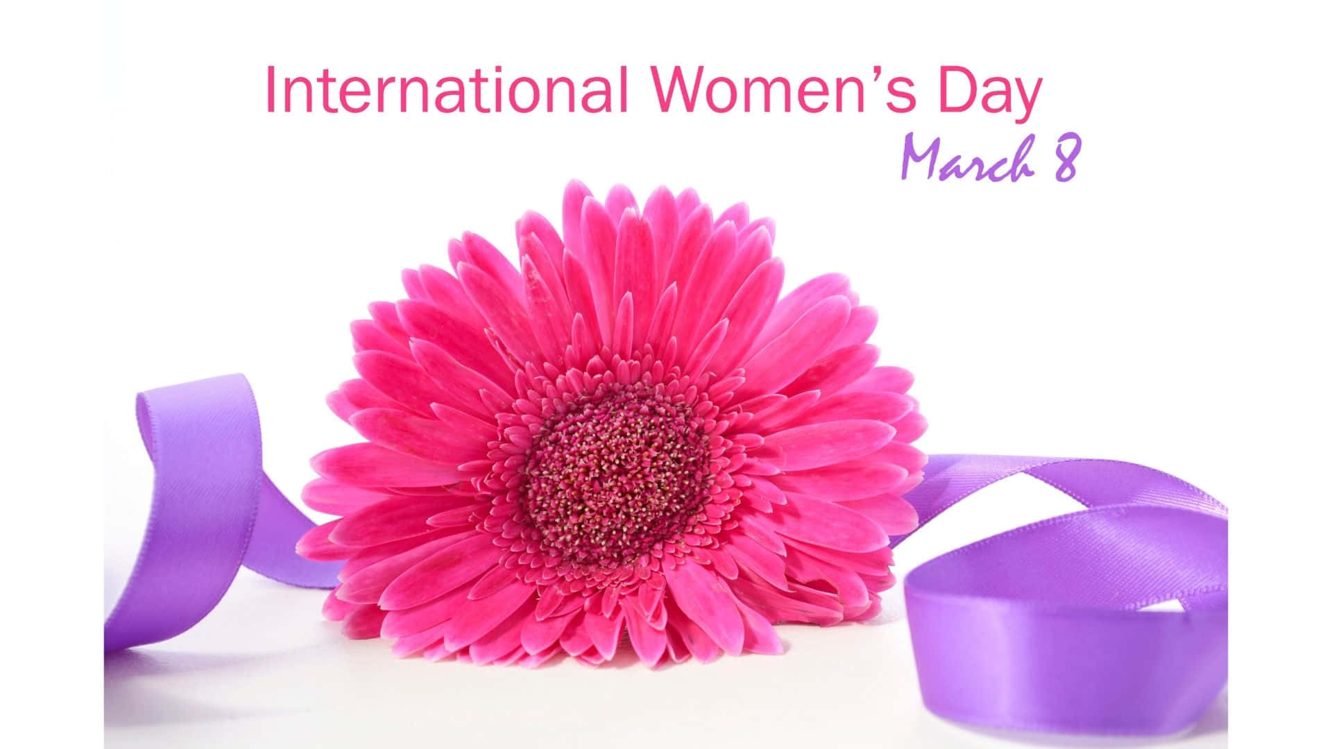 International Women's Day 2023, vibrant pink gerbera daisy, purple ribbon, Full HD Desktop Wallpaper