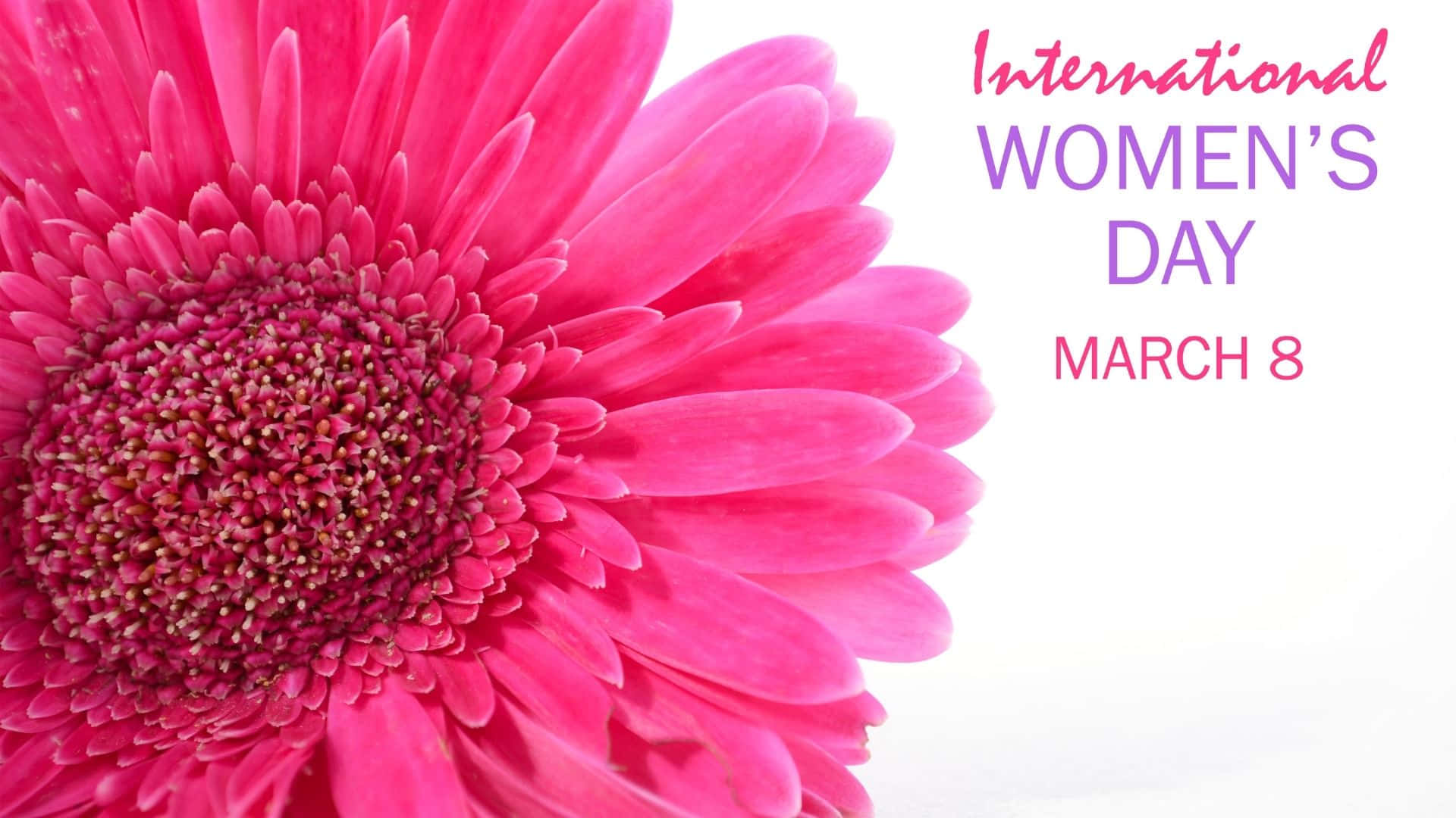 International Women's Day, pink gerbera daisy, white background, Full HD Desktop Wallpaper